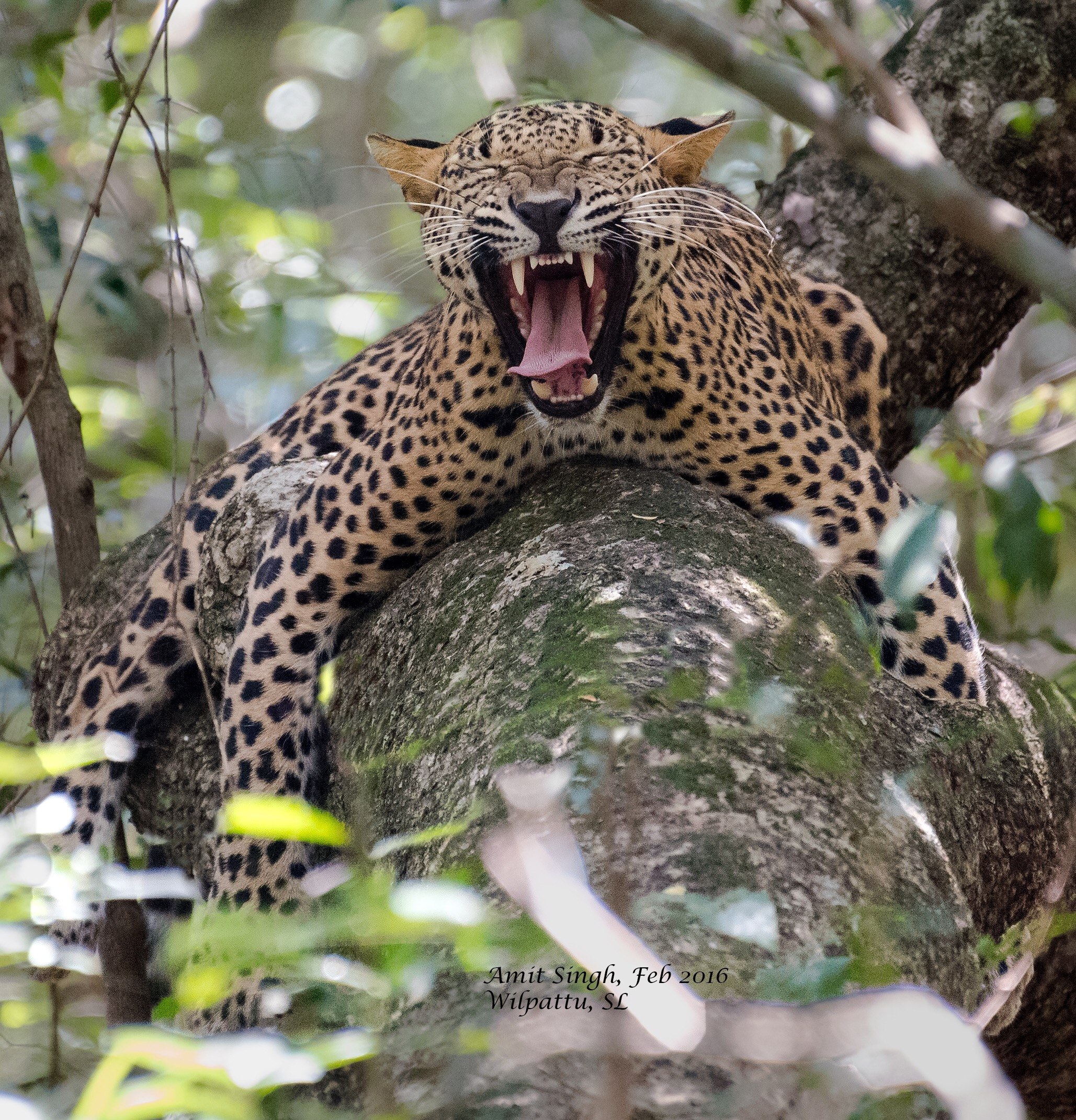 Цейлонский леопард. Леопард Panthera pardus. Дальневосточный леопард и Африканский леопард. Китайский леопард.