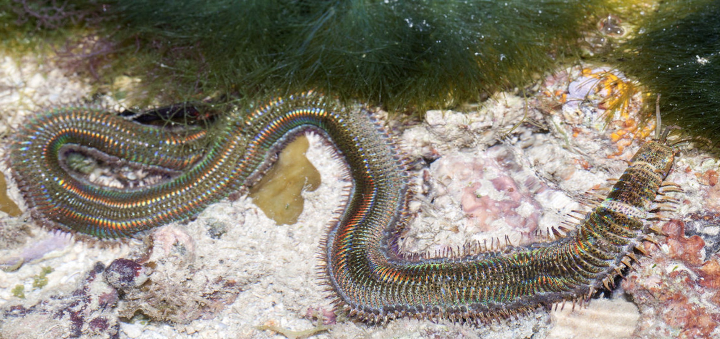 Морской червь размер. Эунице Афродита червь Боббита. Морской червь Eunice aphroditois. Австралийский кольчатый червь.