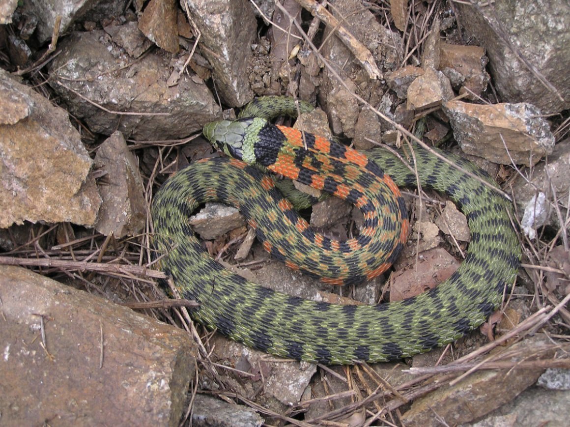 Змея гадюка Болотная. Rhabdophis tigrinus. Щитомордник Дальневосточный. Дальневосточный тигровый полоз.