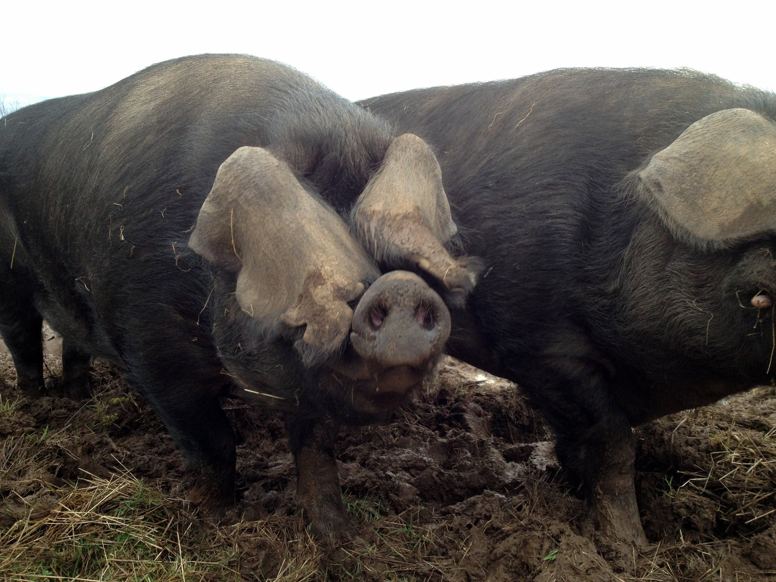 Крупная черная порода. Порода Мейшан поросята. Гемпширская порода свиней. Китайская порода свиней Мейшан.