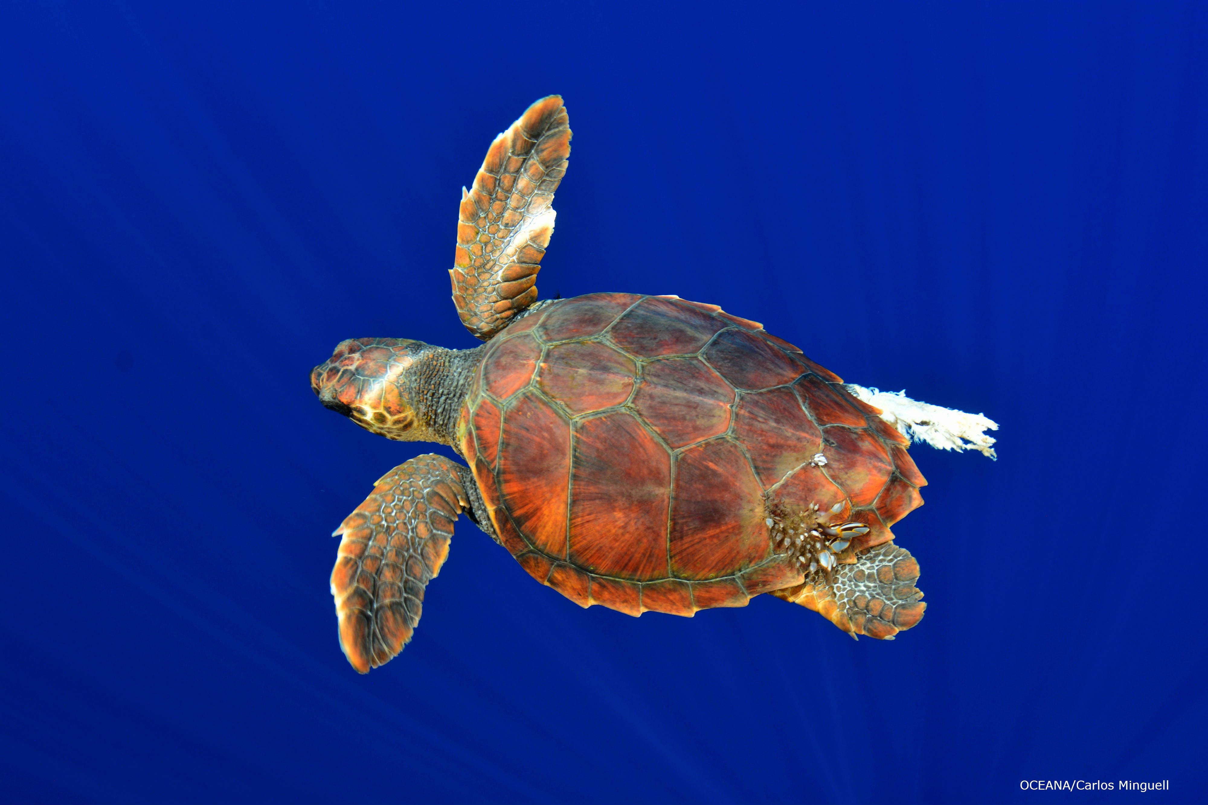 Симметрия черепахи. Черепаха Каретта (логгерхед). Морская черепаха Каретта. Морская черепаха логгерхед. Головастая черепаха логгерхед.