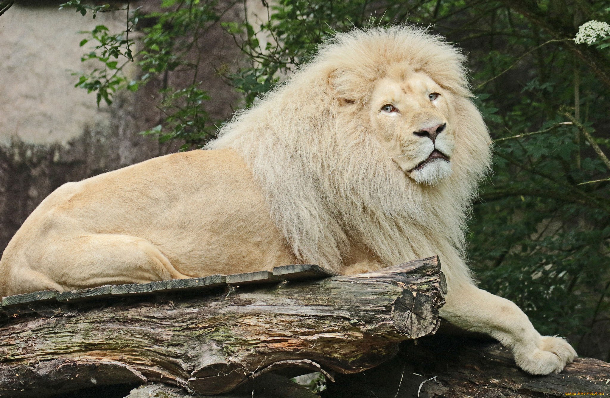 White lion. Лев альбинос. Белый Лев альбинос. Альбинизм белый Лев. Африканский Лев альбинос.