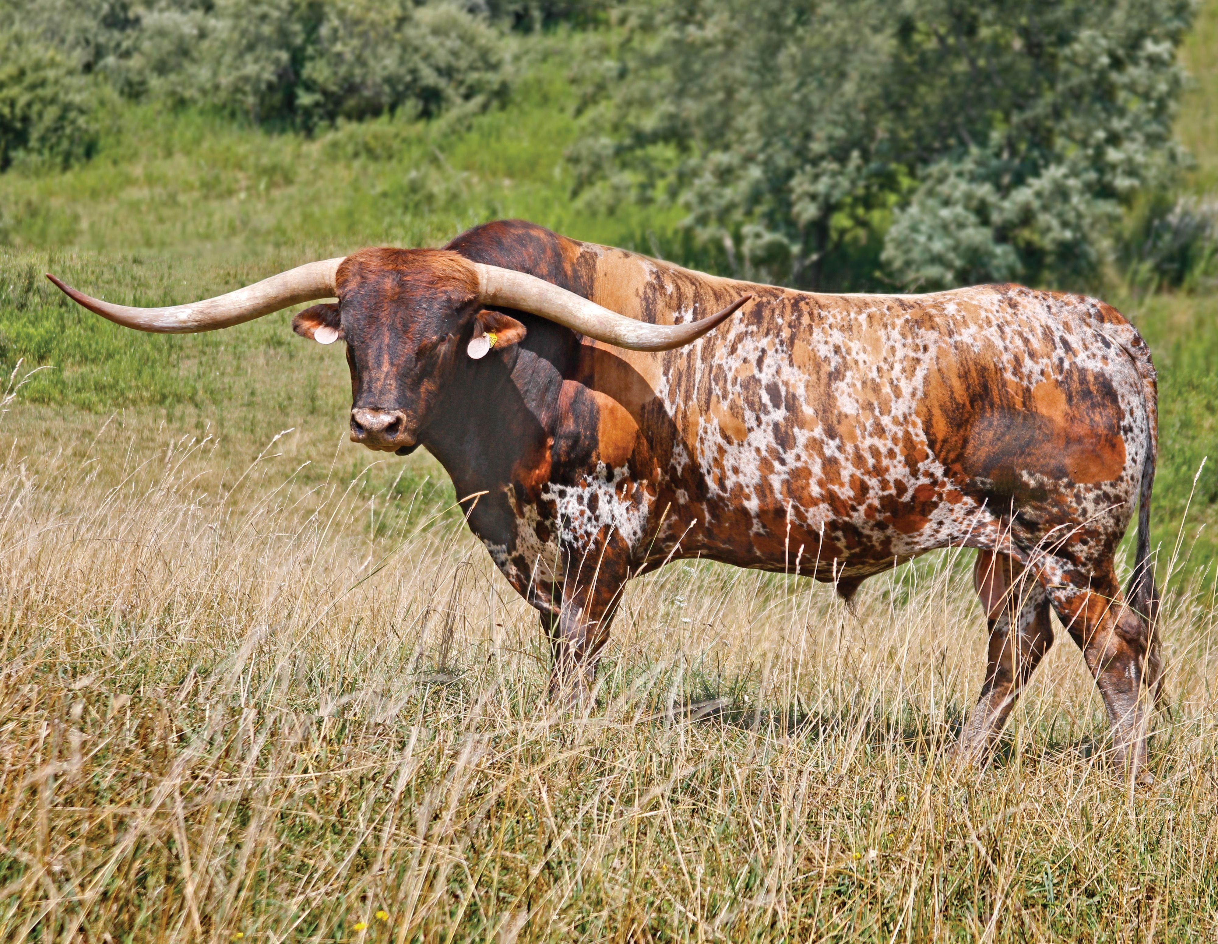 Дикий бык 4 букв сканворд. Техасский бык лонгхорн. Техас лонгхорн порода коров. Техас Лонгхорнс бык. Бык породы ватусси.