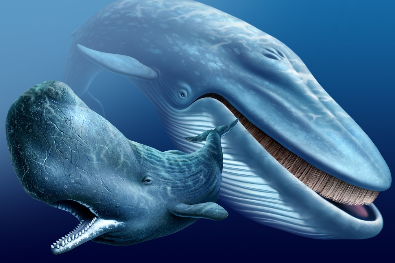 Синий кит Белуха Касатка Кашалот