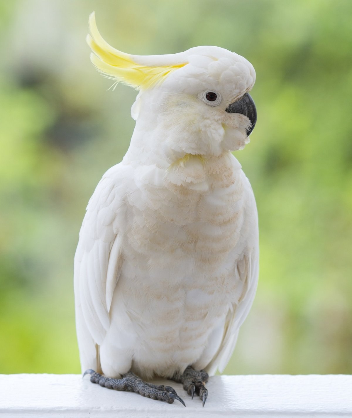 Большой какаду. Попугай Какаду. Белый желтохохлый Какаду. Попугай Какаду желтый. Попугай Какаду хохлатый.