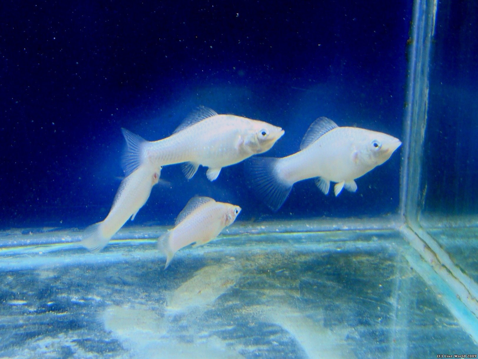 Моллинезия аквариумная белая