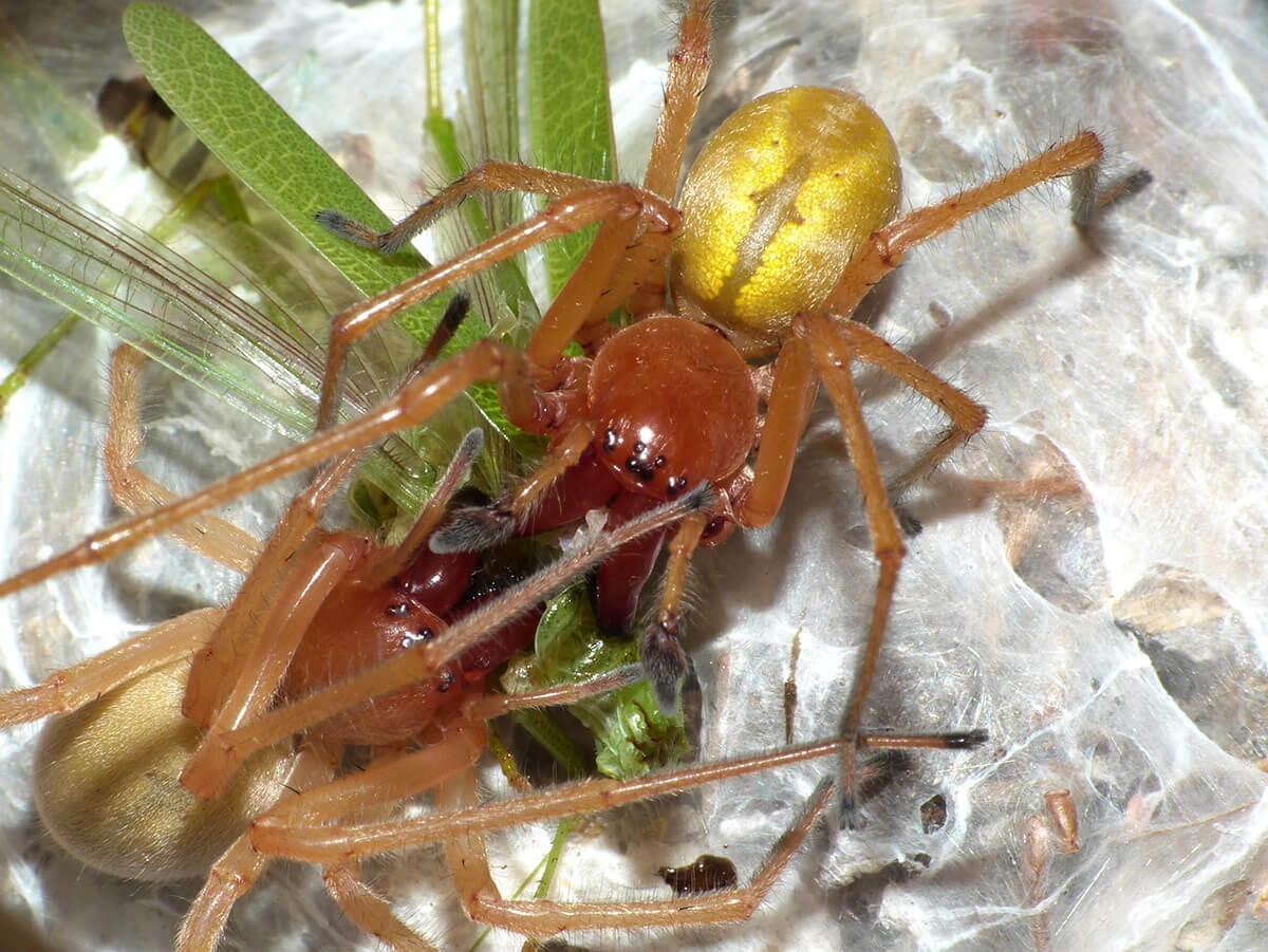 Паук Cheiracanthium punctorium. Паук Сак (желтый хейракантиум). Жёлтый паук мешкопряд. Cheiracanthium punctorium желтосумный колющий паук.