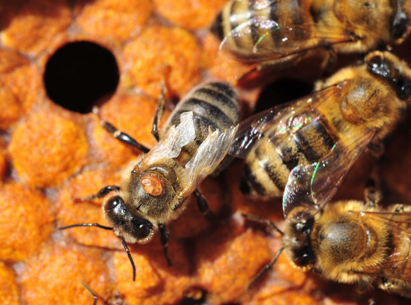 Тропилелапсоз пчел. Пчелиный клещ варроа. Клещ варроа на пчеле. Варроатоз пчел клещ. Клещи варроа у пчел.