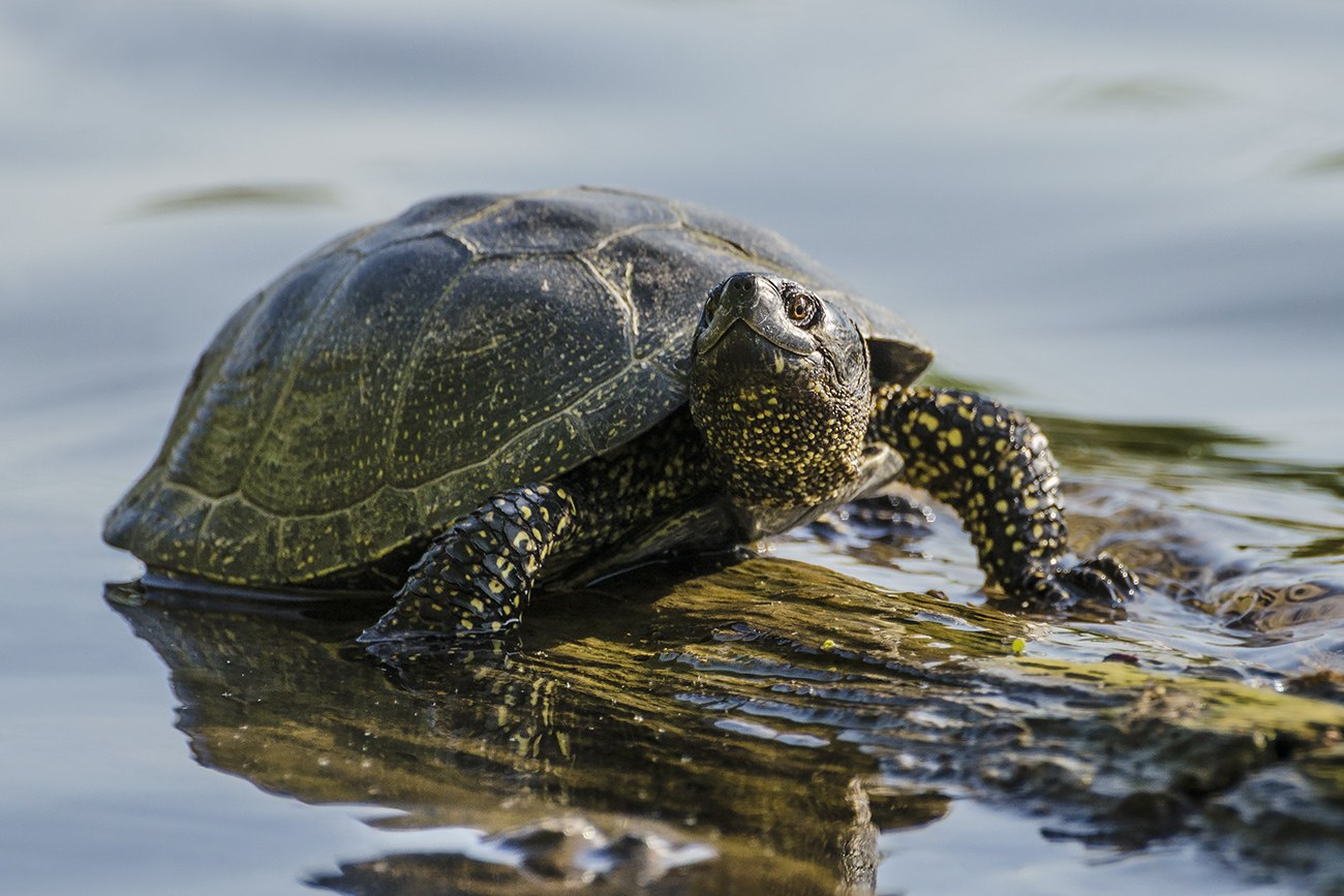 Какие черепахи относятся к морским. Колхидская Болотная черепаха. Европейская Болотная черепаха. Болотная черепаха Emys orbicularis (Linnaeus, 1758). Среднеазиатская Болотная черепаха.