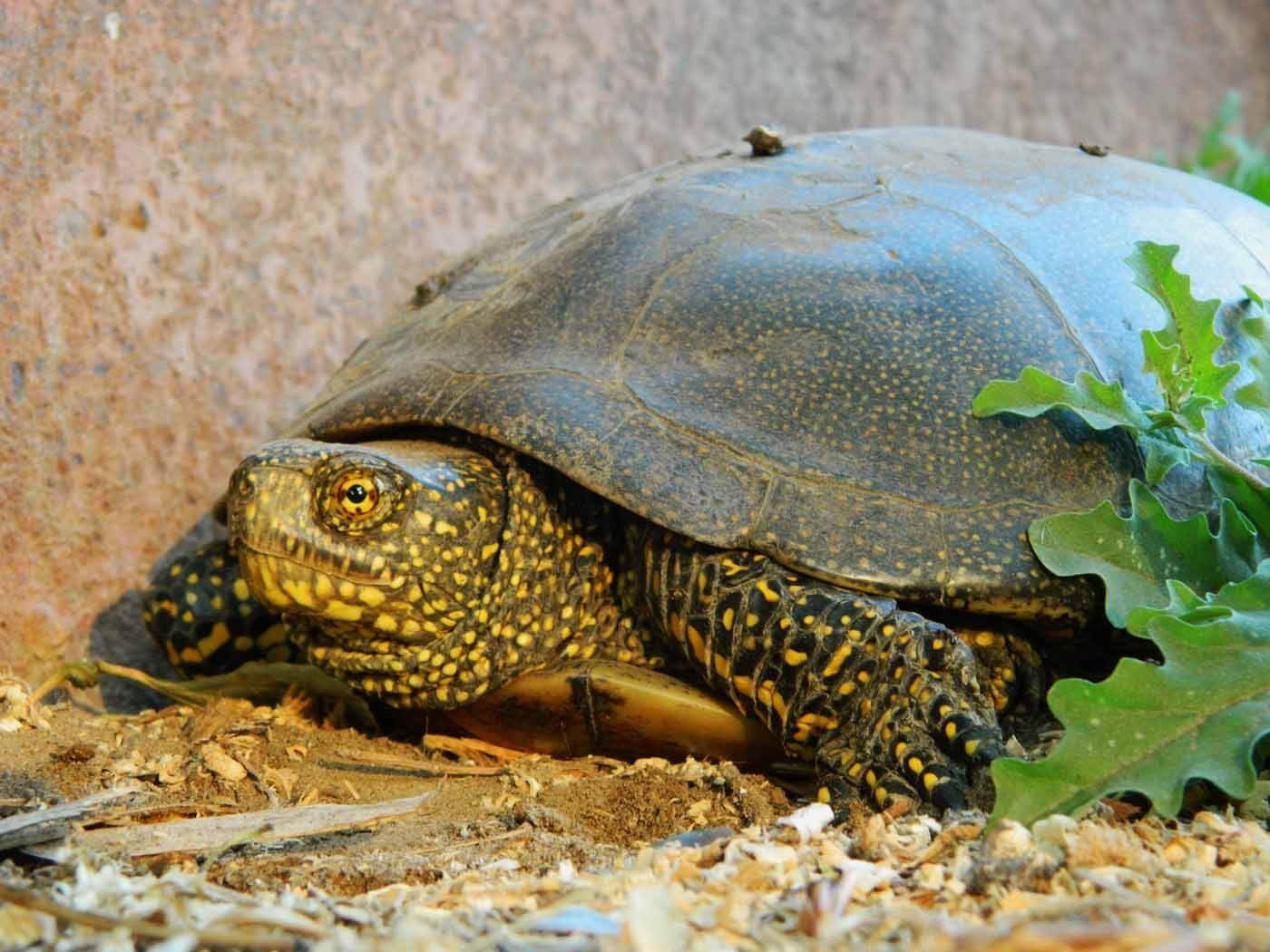 Черепаха рост. Черепашата Болотной черепахи. Колхидская Болотная черепаха. Европейская Болотная черепаха. Астраханская Болотная черепаха.