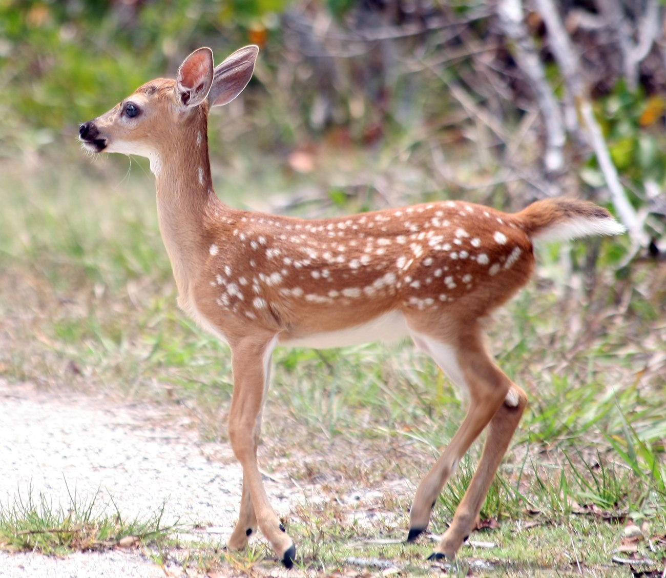 Животные с короткой шеей. Odocoileus virginianus.