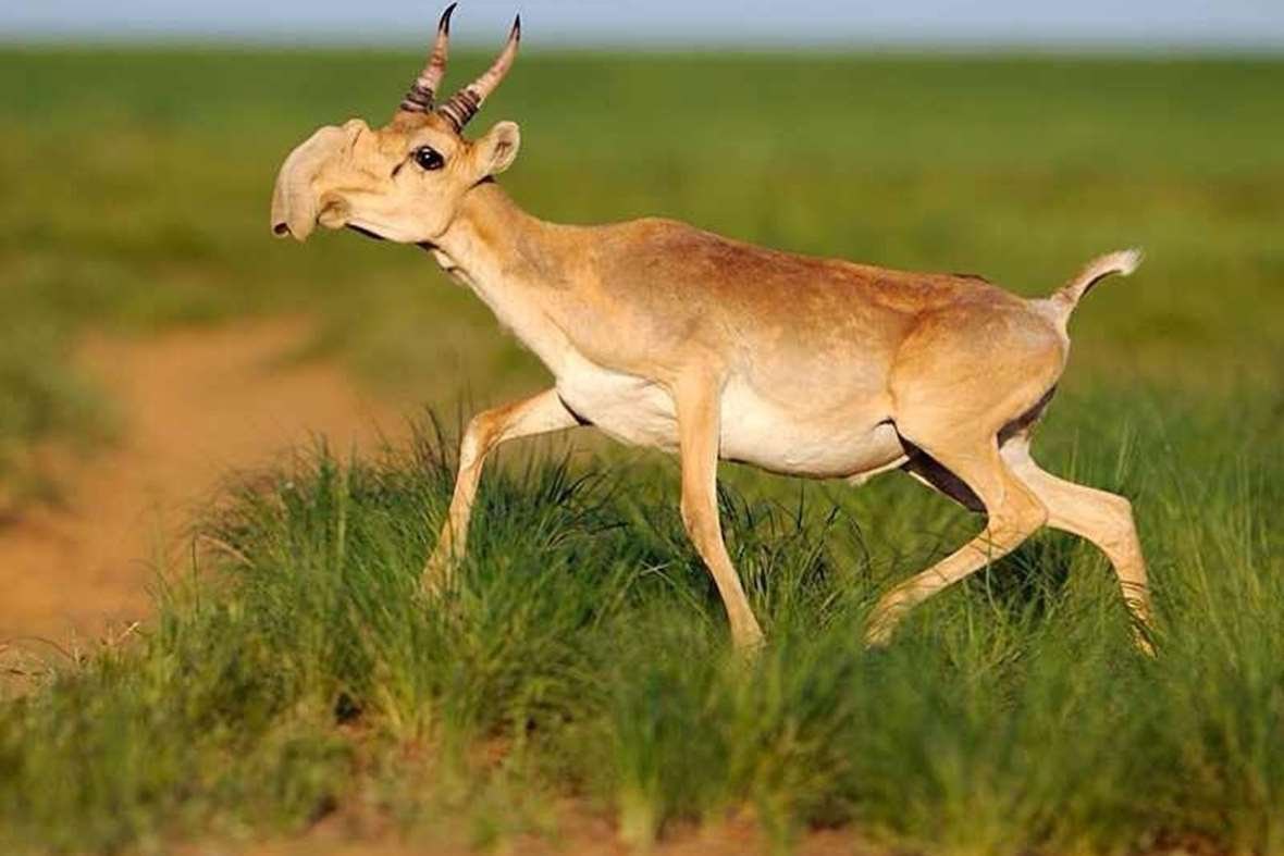 Сайгак бежит фото