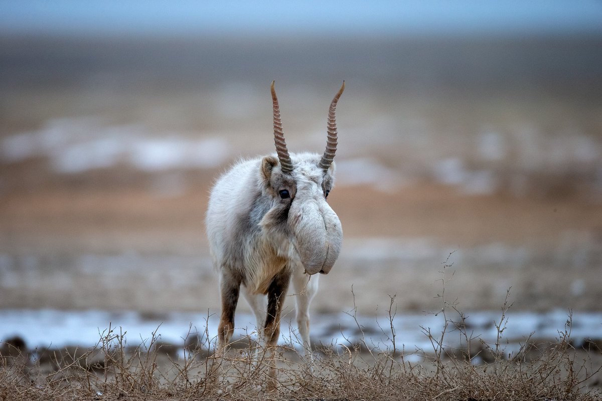 Сайгак бежит фото