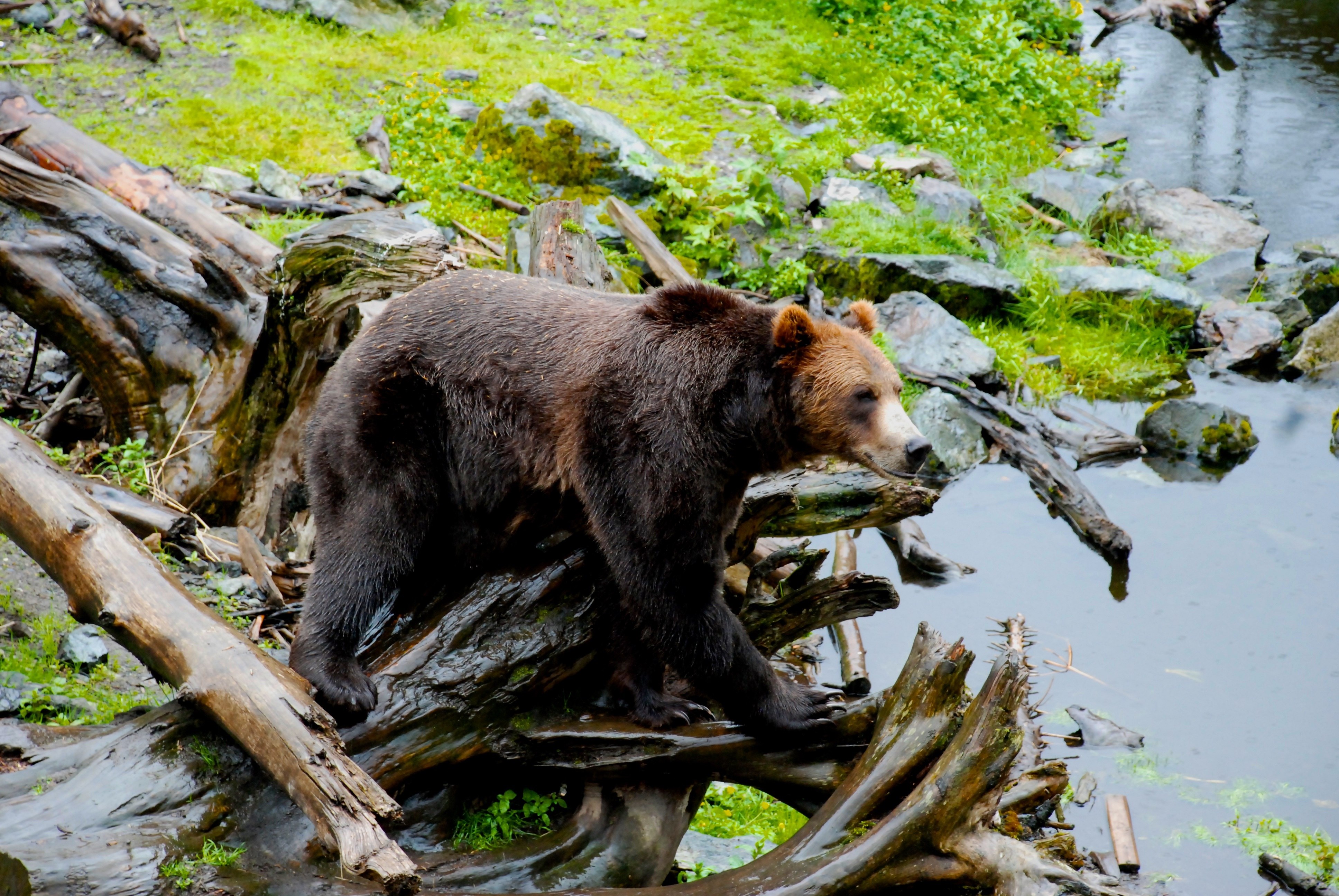 Бурый медведь приспособления. Бурый медведь Сихотэ Алинь. Бурый медведь на Аляске. Бурый медведь. Сихотэ Алинь медведь.