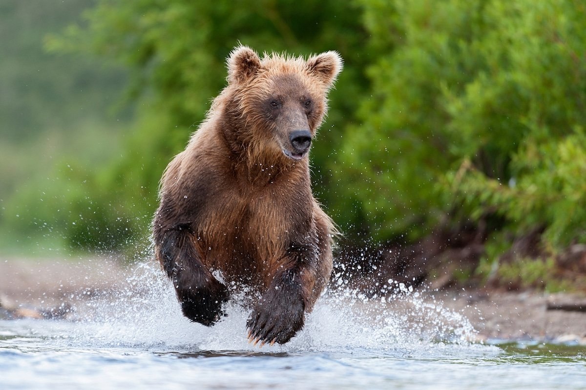 Жизнь про медведя. Бурый медведь Камчатки. Камчатский бурый медведь. Бурый медведь Камчатский медведь. Камчатка бурые медвежата.