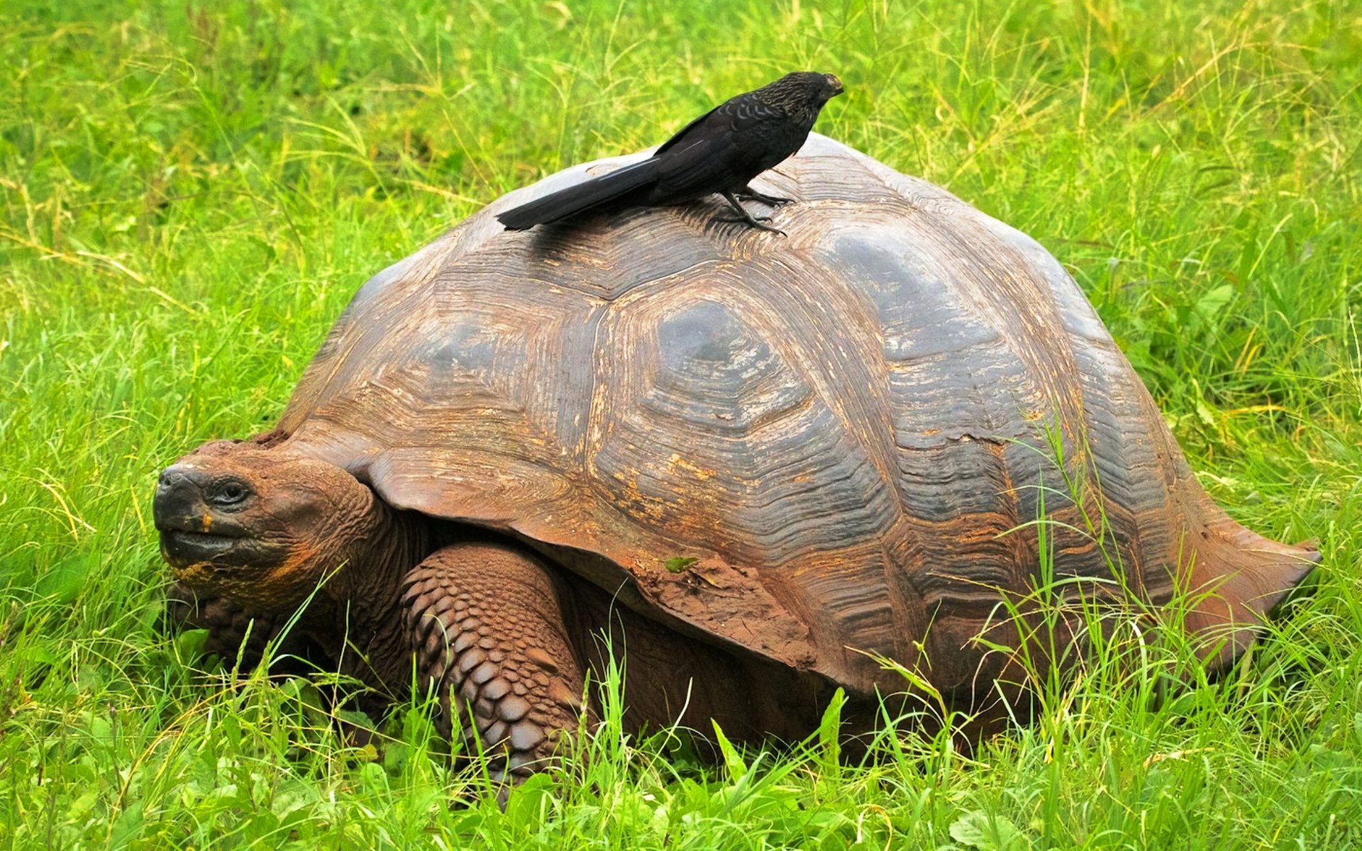 Слоновая черепаха среда обитания. Галапагосская черепаха. Галапагосская слоновая черепаха. Слоновые черепахи Галапагосы. Сухопутная черепаха Галапагосы.