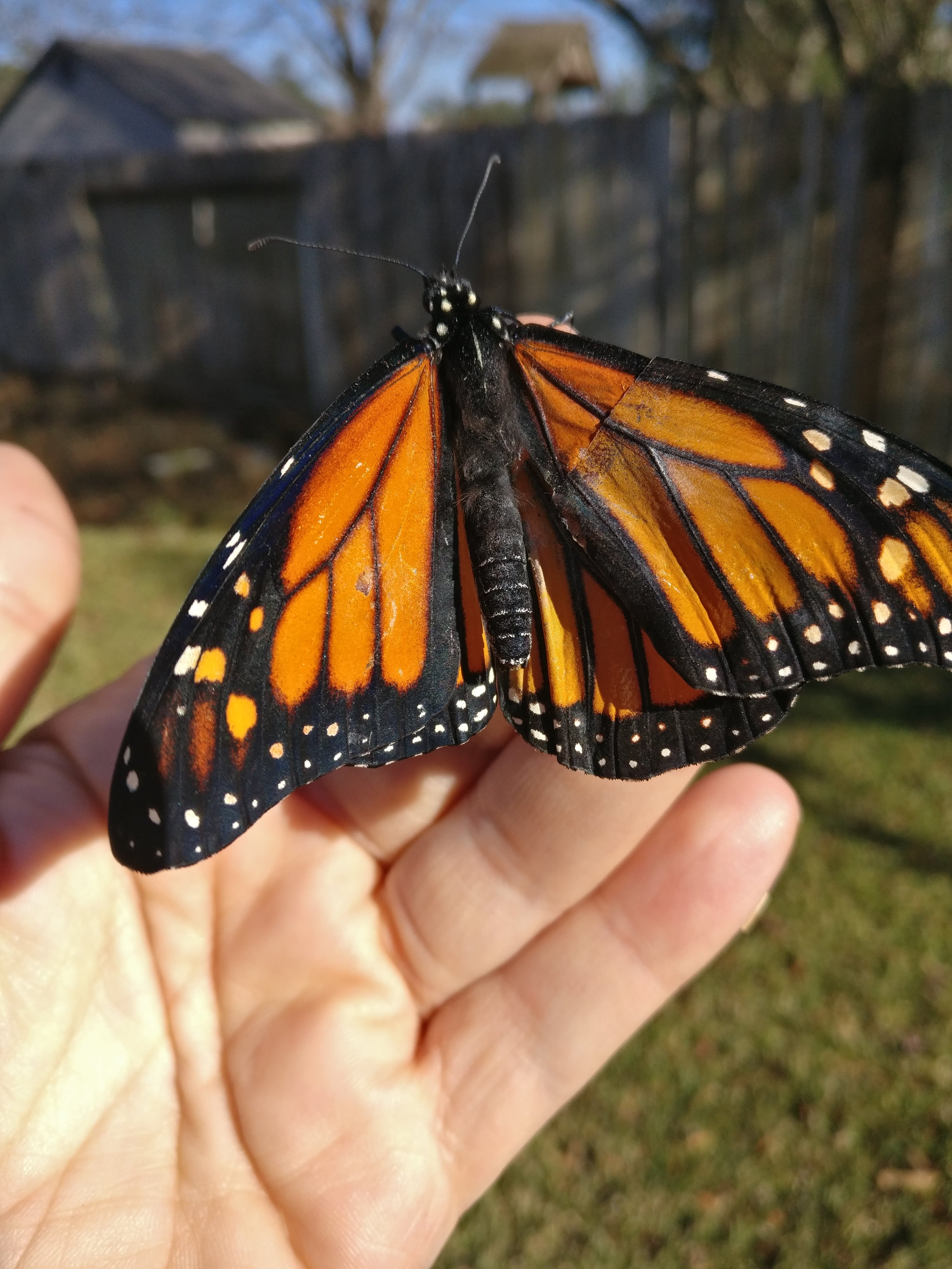Простые крылья бабочки. Бабочка Монарх. Бабочка Монарх Баттерфляй. Парусник Антимах. Данаида Монарх.