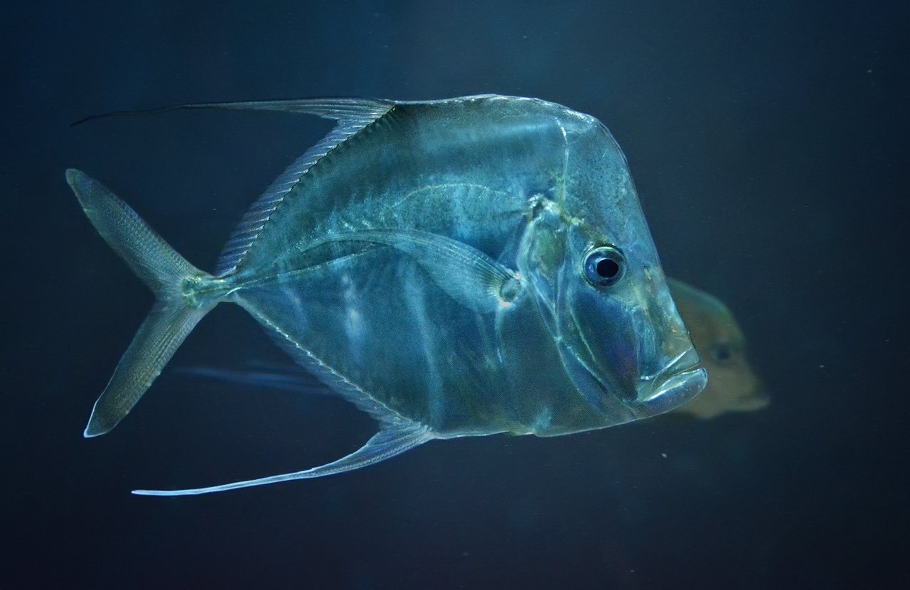 Вомер фото рыбы с головой