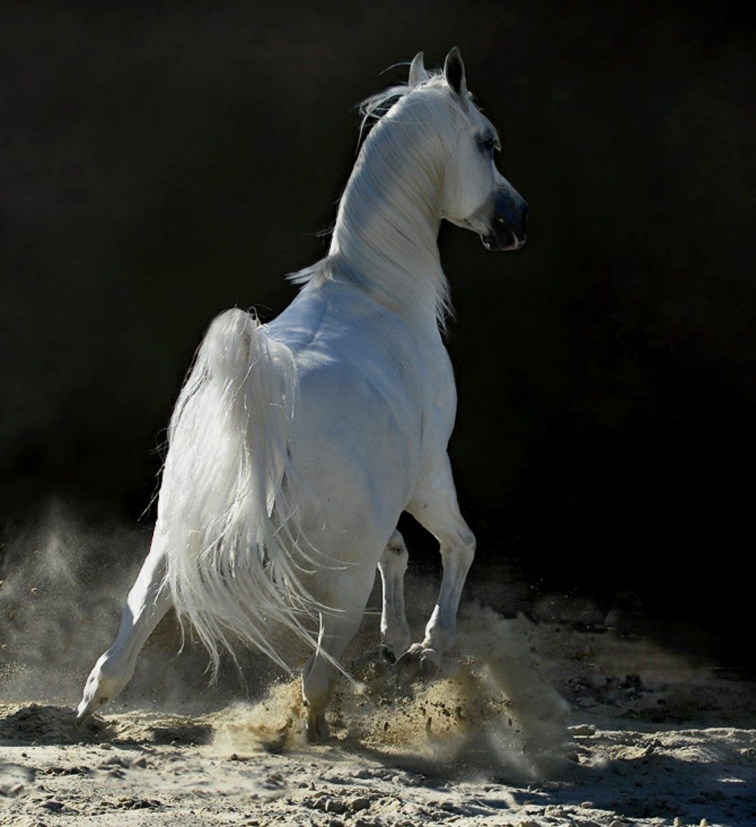 Эта лошадь красива и своенравна. Арабские скакуны Мустанги. Липицианская порода лошадей. Войтек Квятковский фото лошадей. Лошадь арабский скакун Мустанг.