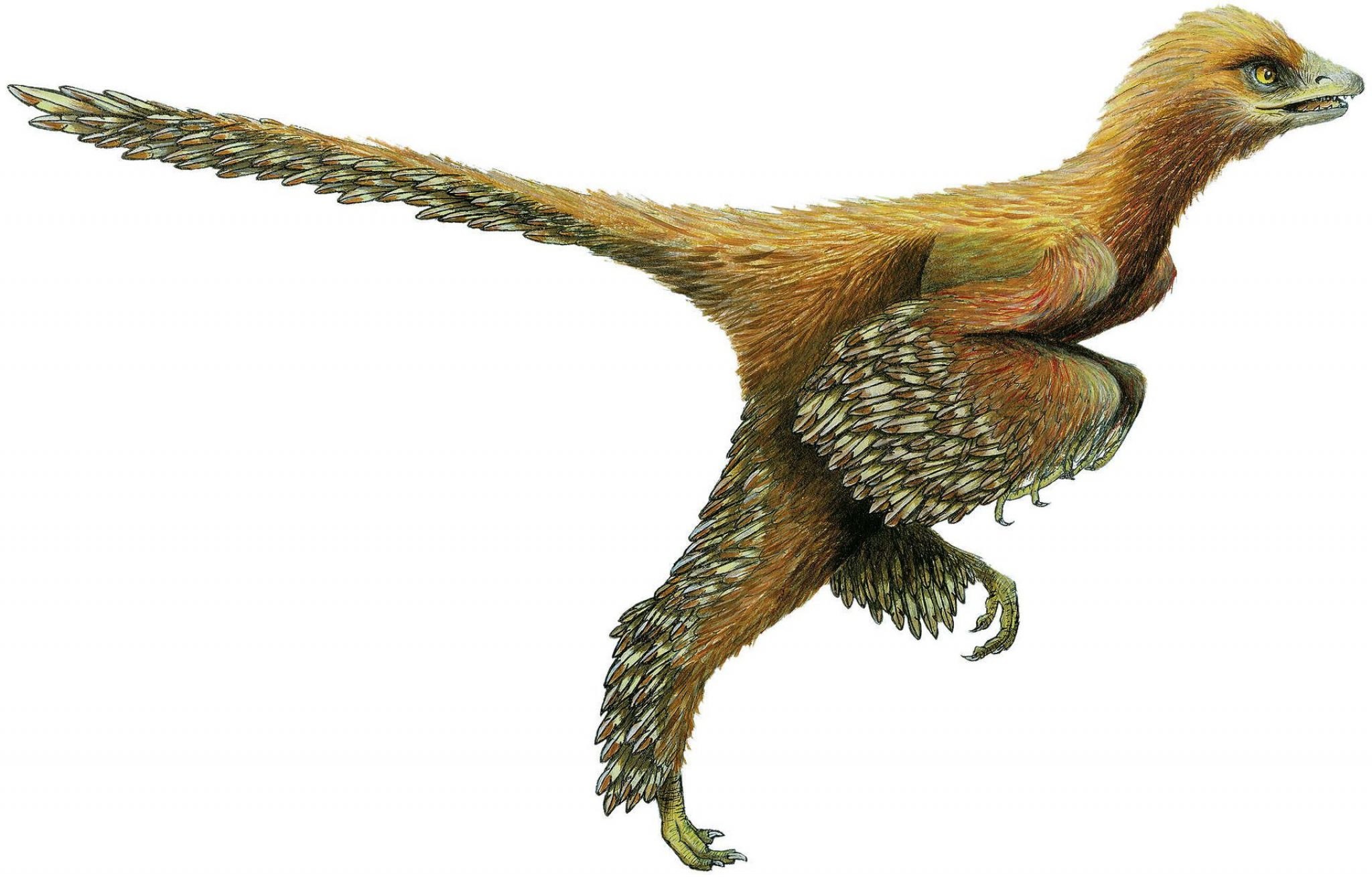 Птицы древних времен. Aurornis. Aurornis птица. Археоптерикс динозавр. Титанис Гасторнис.
