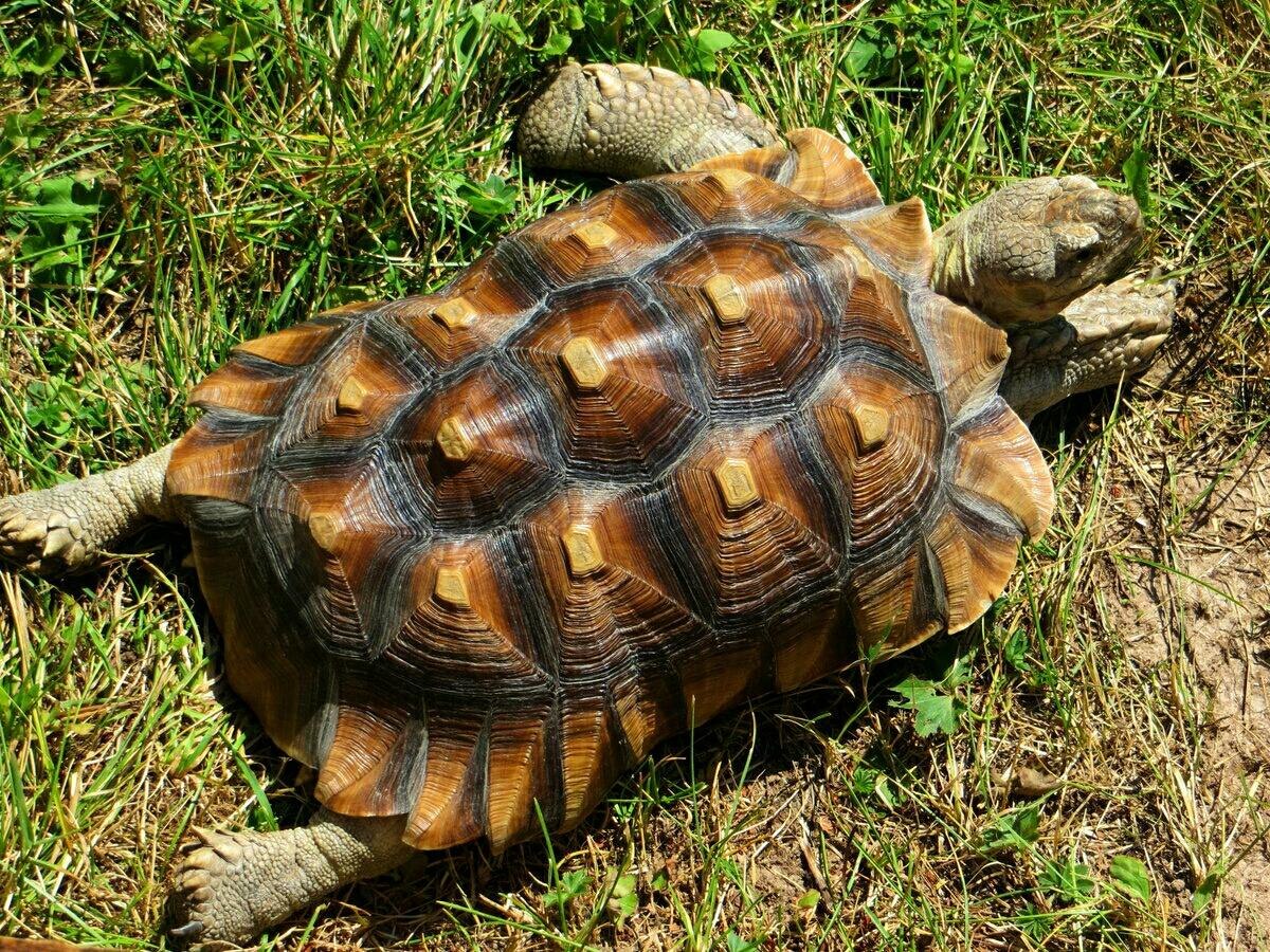 Черепахи минск. Сухопутная черепаха шпороносная. Африканская шпороносная черепаха. Geochelone sulcata. Сульката черепаха.