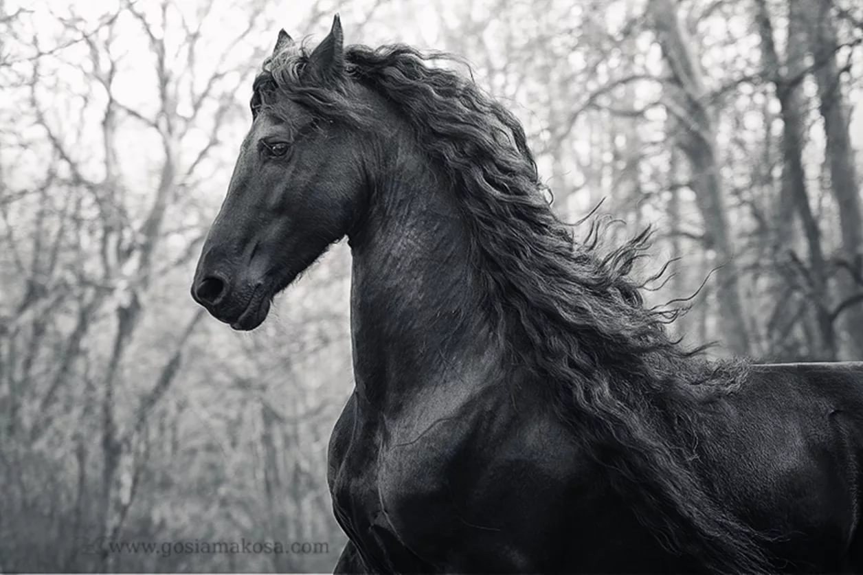 Конь мой вороной. Вороная лошадь Эстетика. Фризская лошадь. Фризская лошадь белая. Фризская порода лошадей Эстетика.