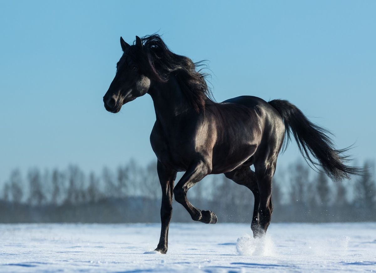 Сонник черная лошадь. Лошадь породы Мустанг. Черный Мустанг конь. Чистокровный Мустанг. Вороной Мустанг аруд.
