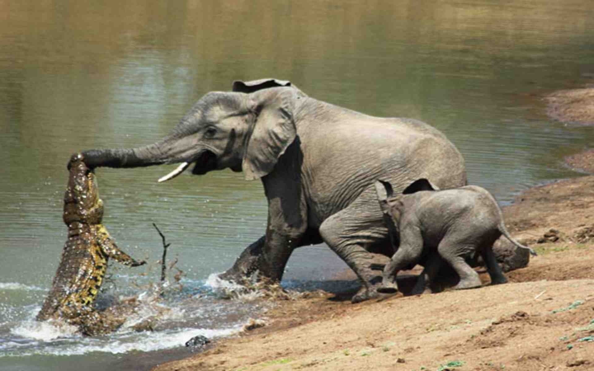 Носороги буйволы слоны обитают. Бегемот против крокодила. Слоненок.