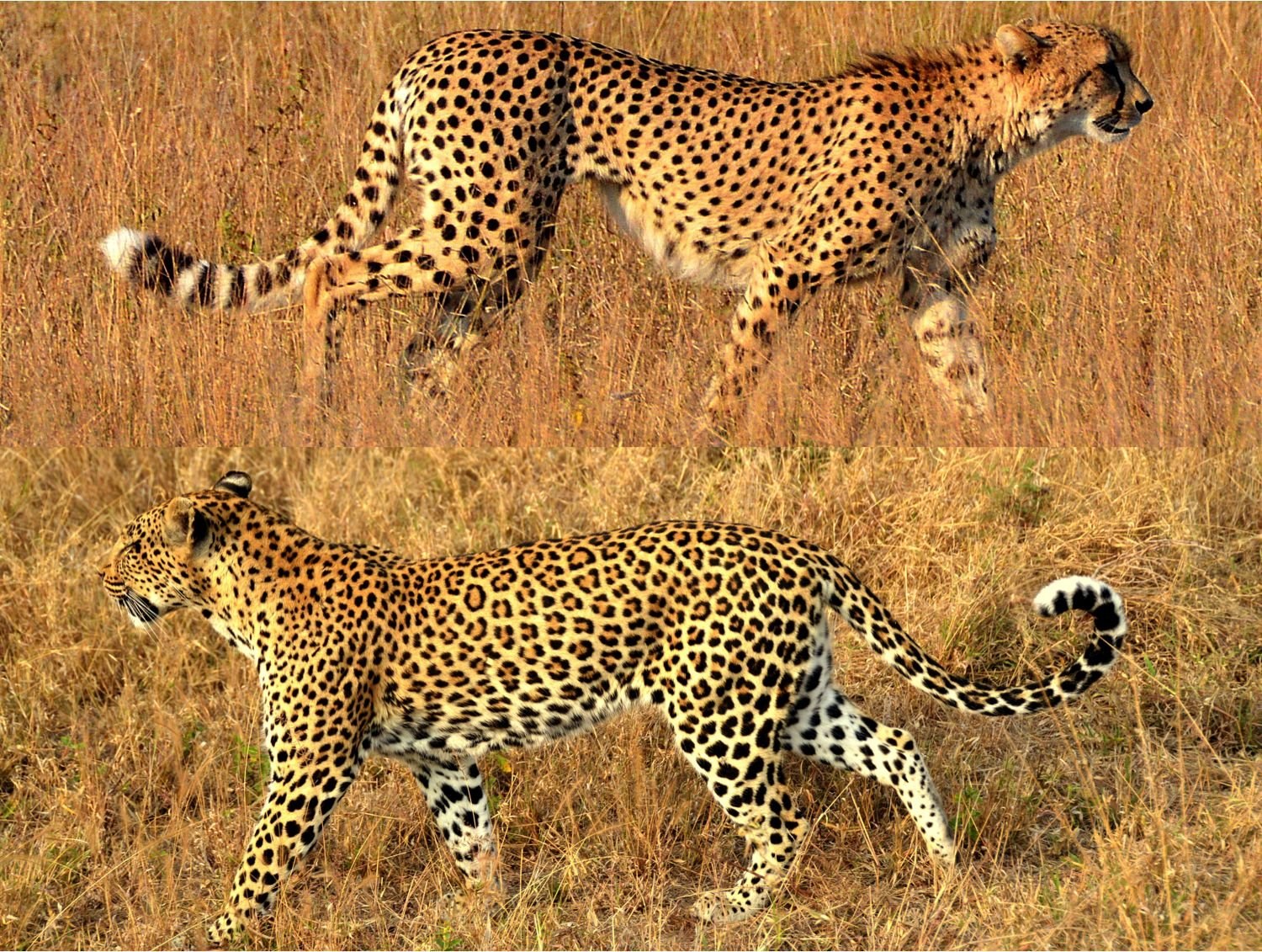 Гепард и леопард. Гепард леопард Ягуар. Анатолийский леопард. Гепард и леопард и Ягуар и пантера. Гепард леопард Ягуар Пума.