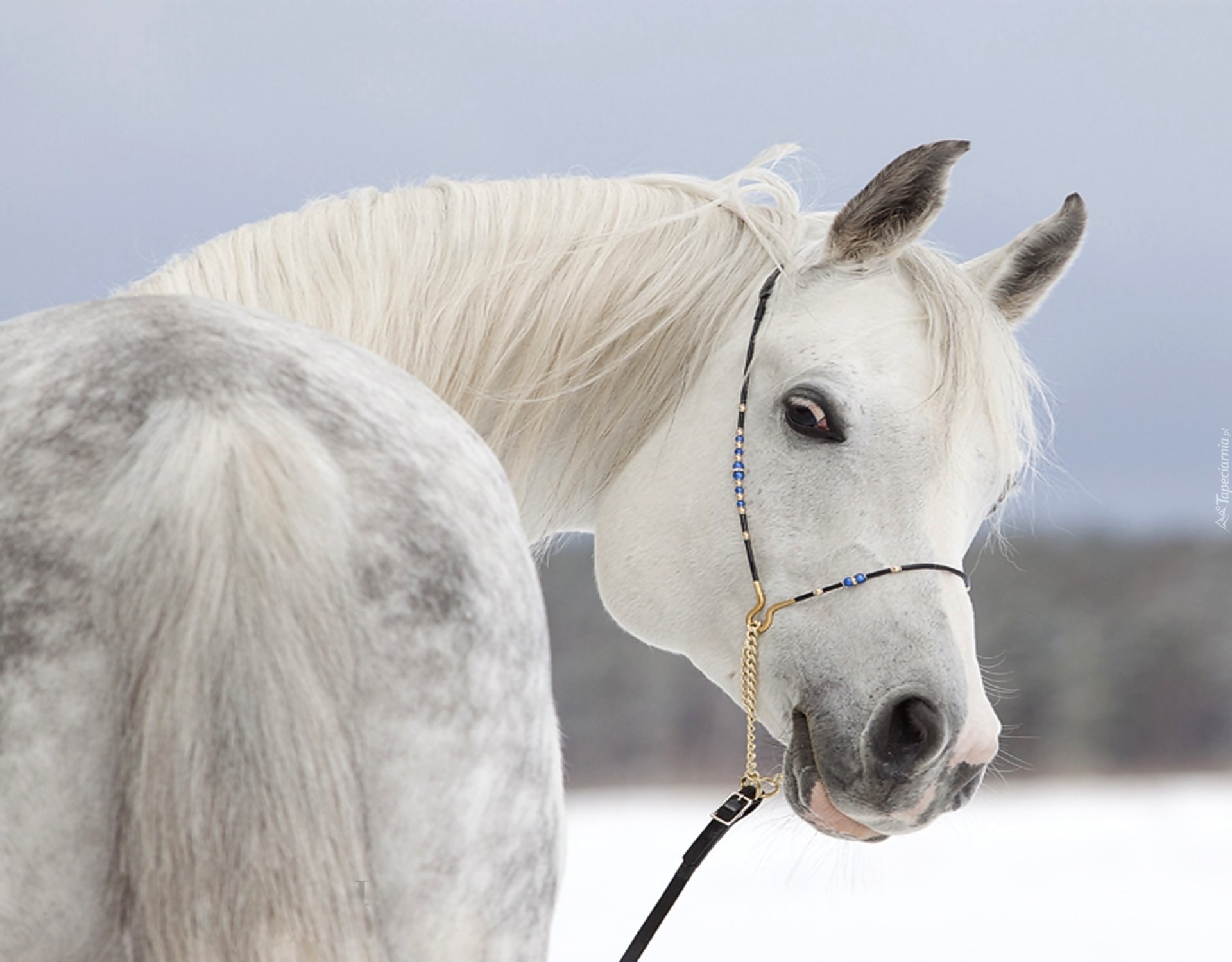 Милые лошадки. Белая лошадь. Красивая белая лошадь. Белые милые лошади.