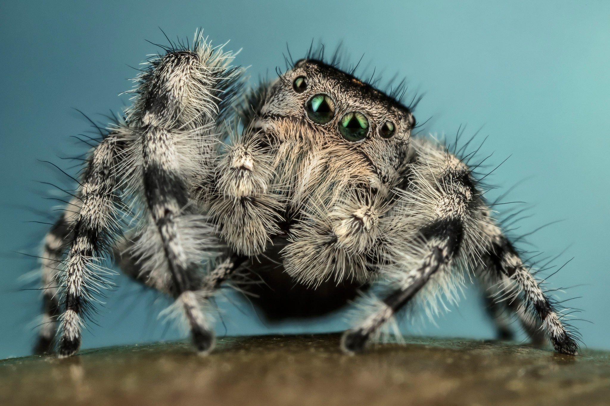 Мохнатенькие лапки. Phidippus Audax (паук-скакун). Мохнатый паук. Лапки паука. Серый мохнатый паук.