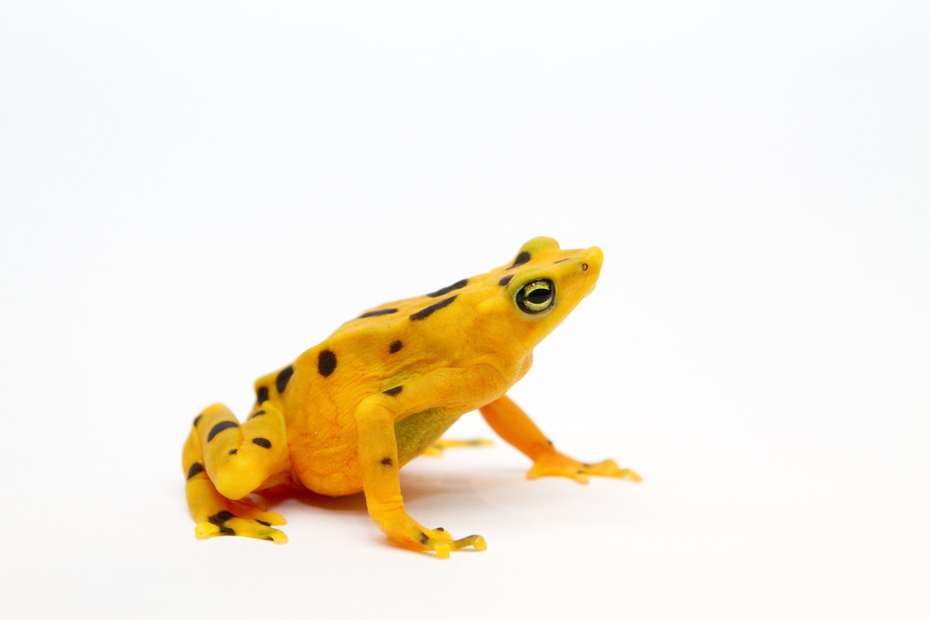 Golden frog. Панамская Золотая лягушка. Лягушка древолаз. Лягушка древолаз золотой. Золотистый древолаз лягушка.