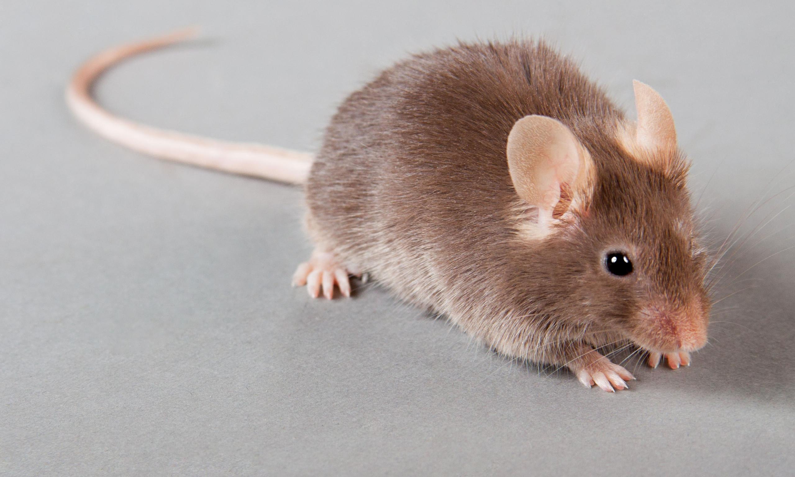 Коричневые мыши. Коричневая мышь. Мышка настоящая. Лабораторная мышь коричневая. Серая мышь.