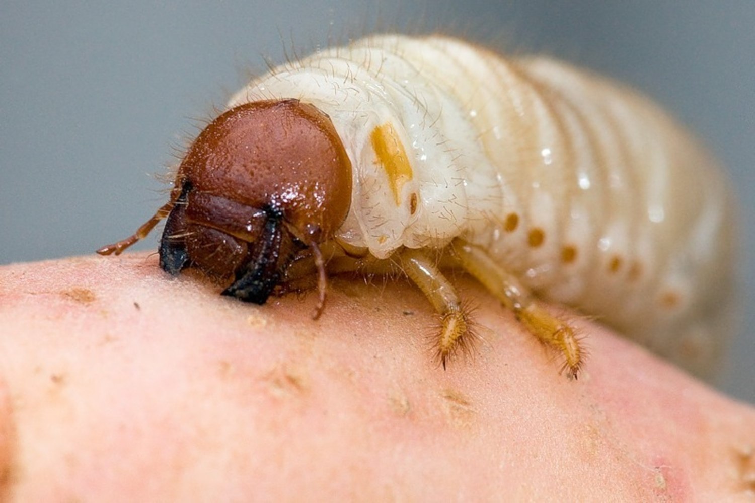 Майский жук личинка фото. Личинка хруща майского. Хрущ Жук личинка. Хрущ личинка майского жука.