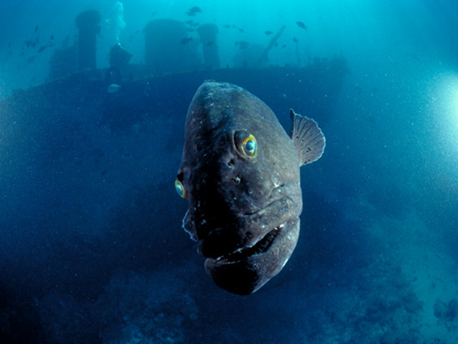 Самом глубоководном море. Марианская впадина удильщик. Рыба удильщик. Марианская впадина бочкоглаз. Рыбы Марианской впадины.