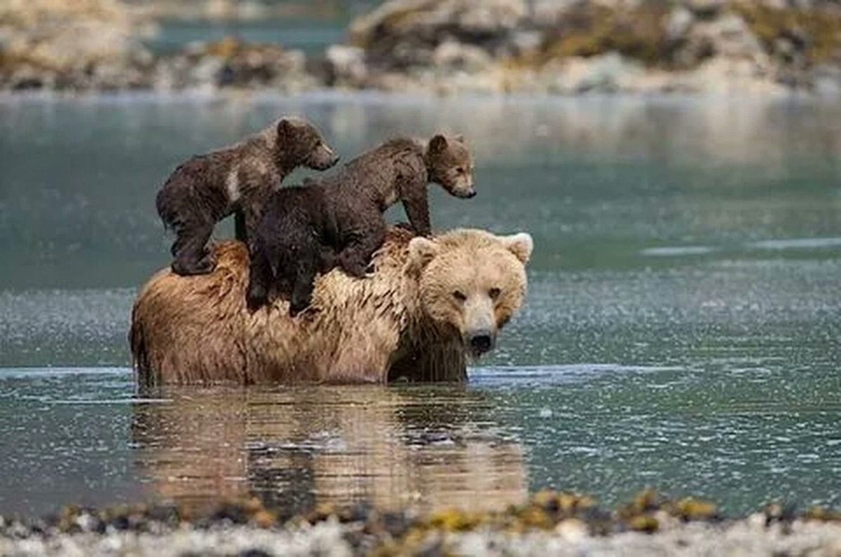 Ухаживают за потомством. Медведица с медвежатами. Бурый медведь. Медведь с медвежонком. Семья медведей.