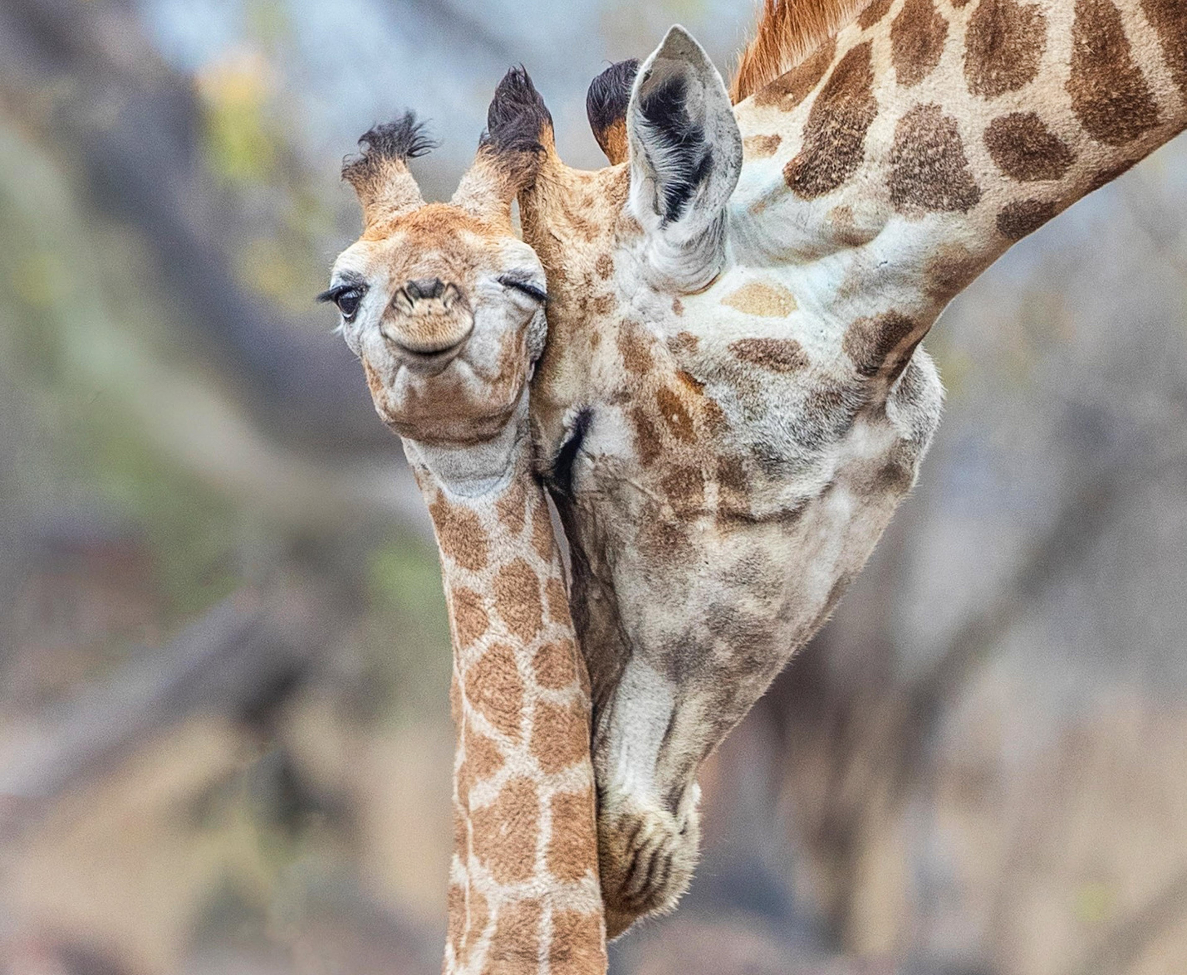 Сколько детенышей жирафа родилось за 2 года. Жираф жирафиха Жирафенок. Новорожденный Жираф. Жираф снизу. Рождение жирафа.