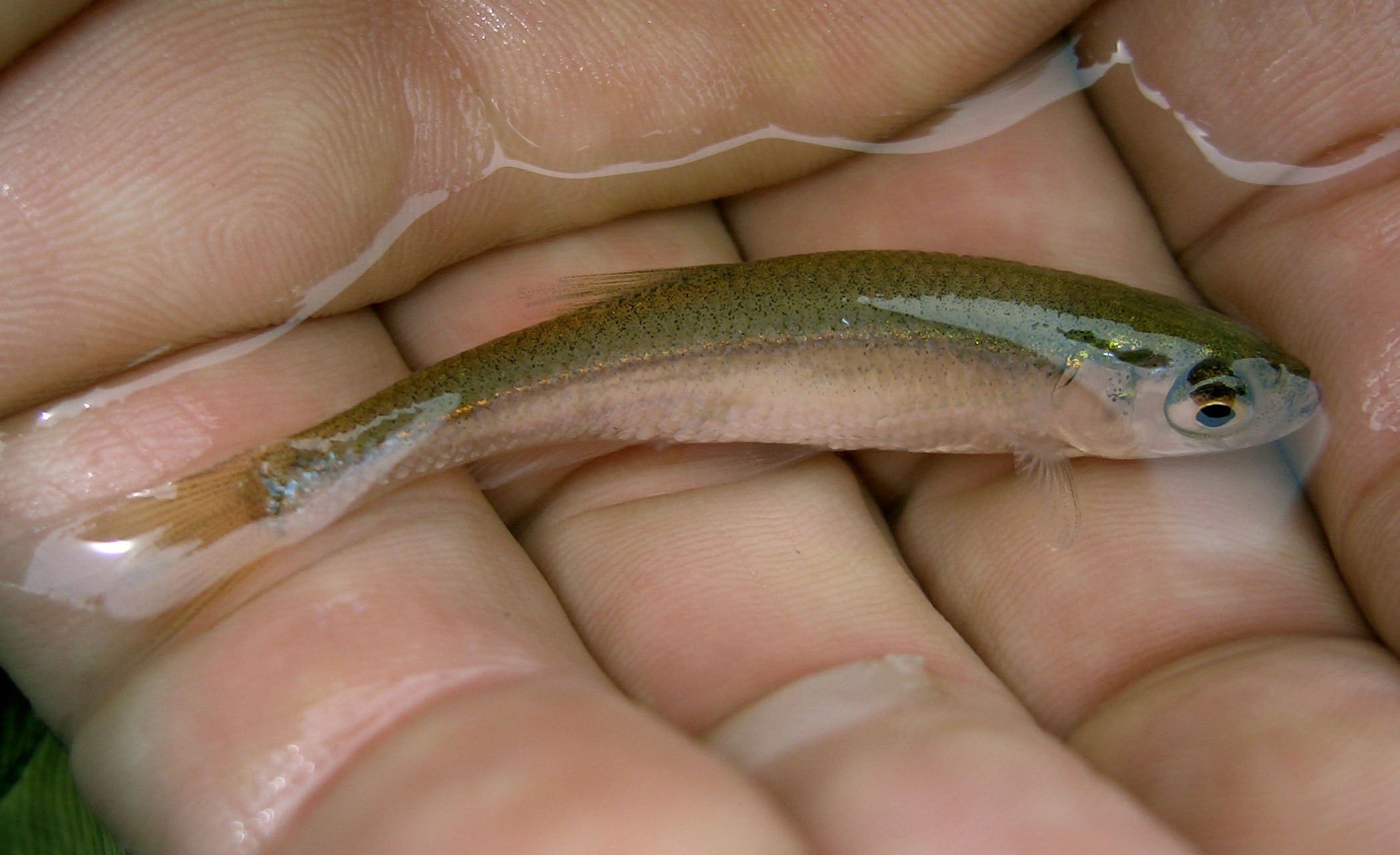 Рыбы мелких рек. Верховка Leucaspius delineatus. Верхоплавка малек. Живец верхоплавка. Верховка и уклейка.