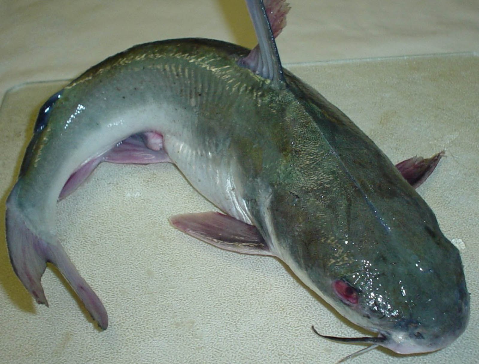 Рыба похожая на сома. Гигантский пангасиус. Рыба сомик Речной. Кэтфиш рыба. Пангасиус Тихоокеанский.