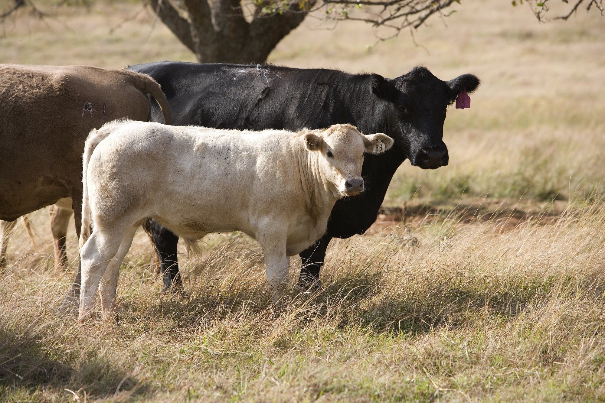 Крс что это такое. КРС. Рогатый скот. Крупнорогатый скот. Аргентинская корова.