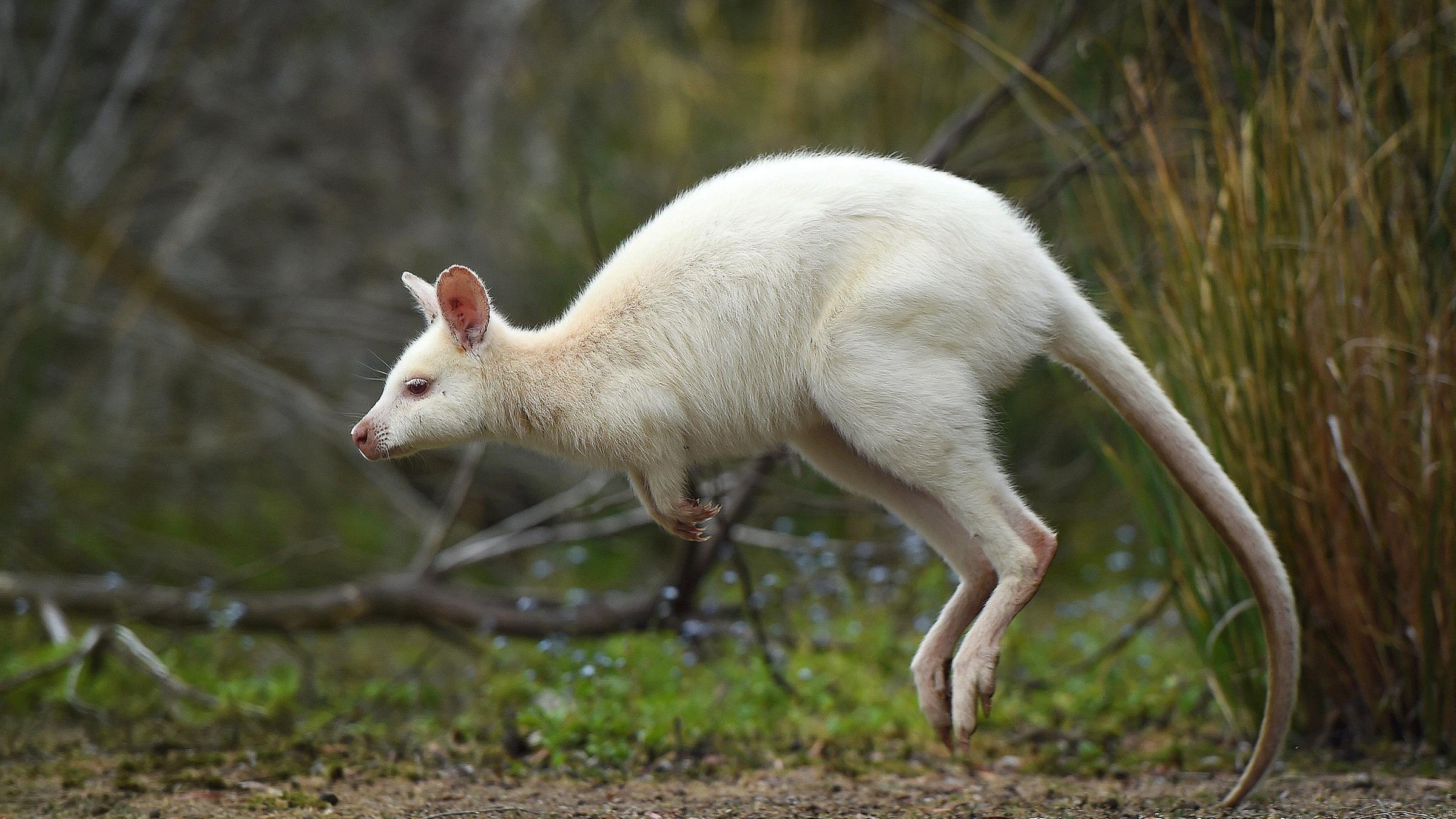 В дикой природе мыши с альбинизмом. Скунс альбинос. Фосса альбинос. Бандикут альбинос. Опоссум альбинос.