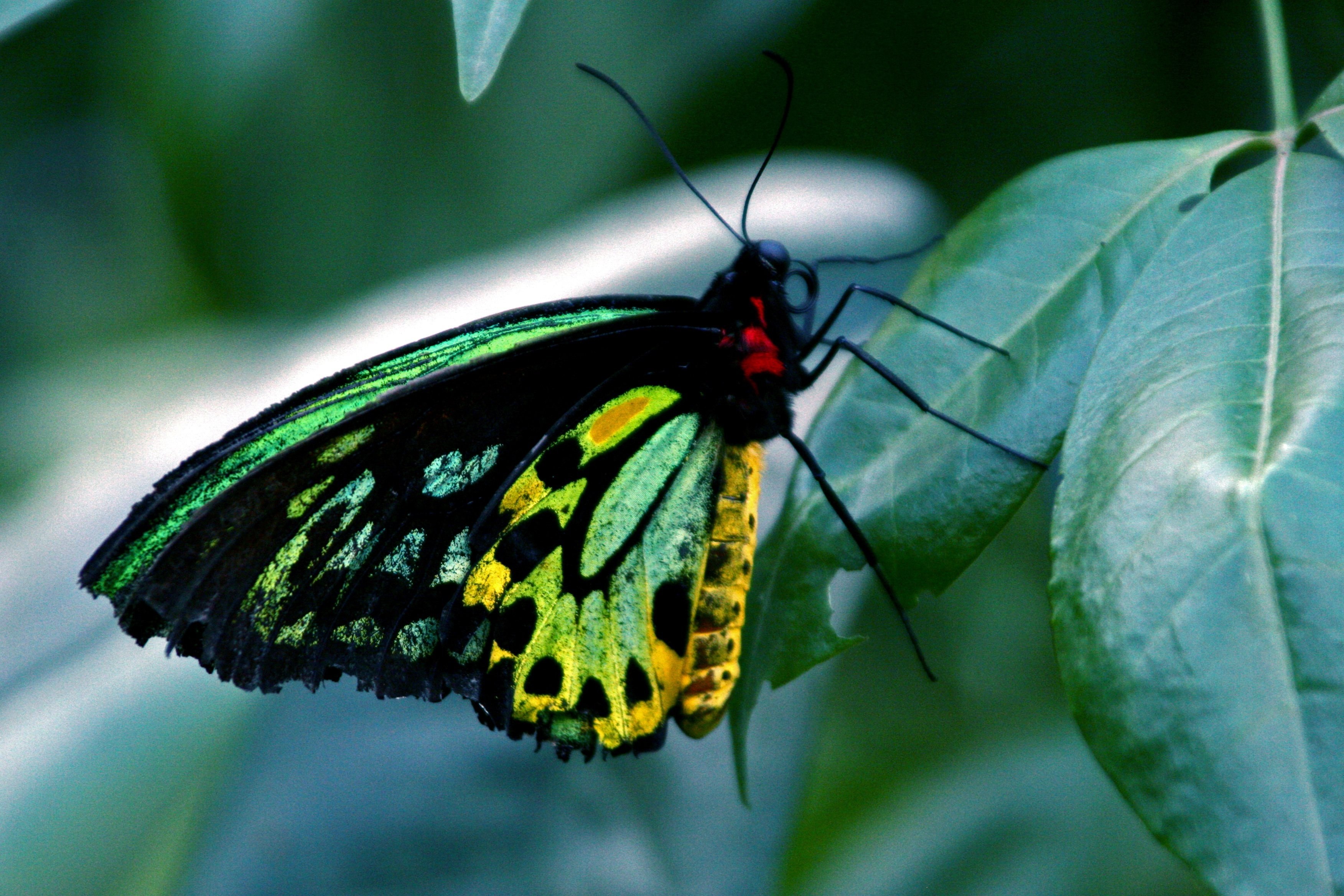 Цветок бабочка зеленый. Бабочка парусник Коцебу. Желтые бабочки Монарх. Изумрудная бабочка бабочка Монарх. Зеленая бабочка.