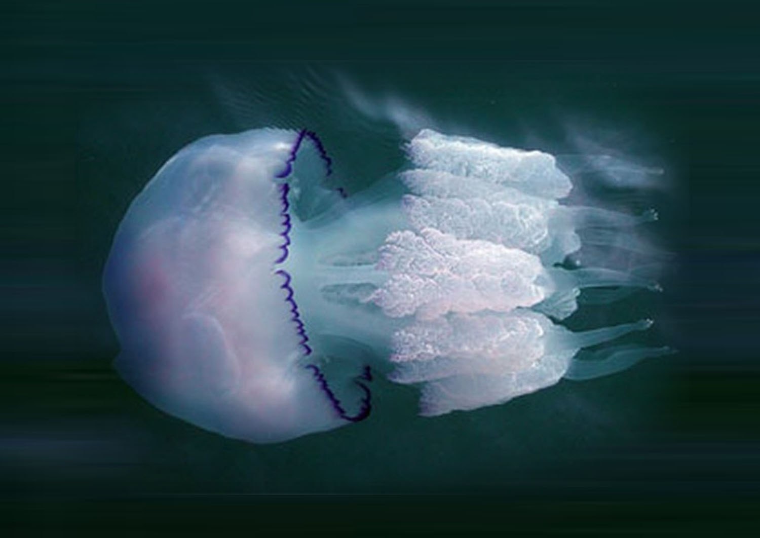 Корнерот медуза в черном море опасны