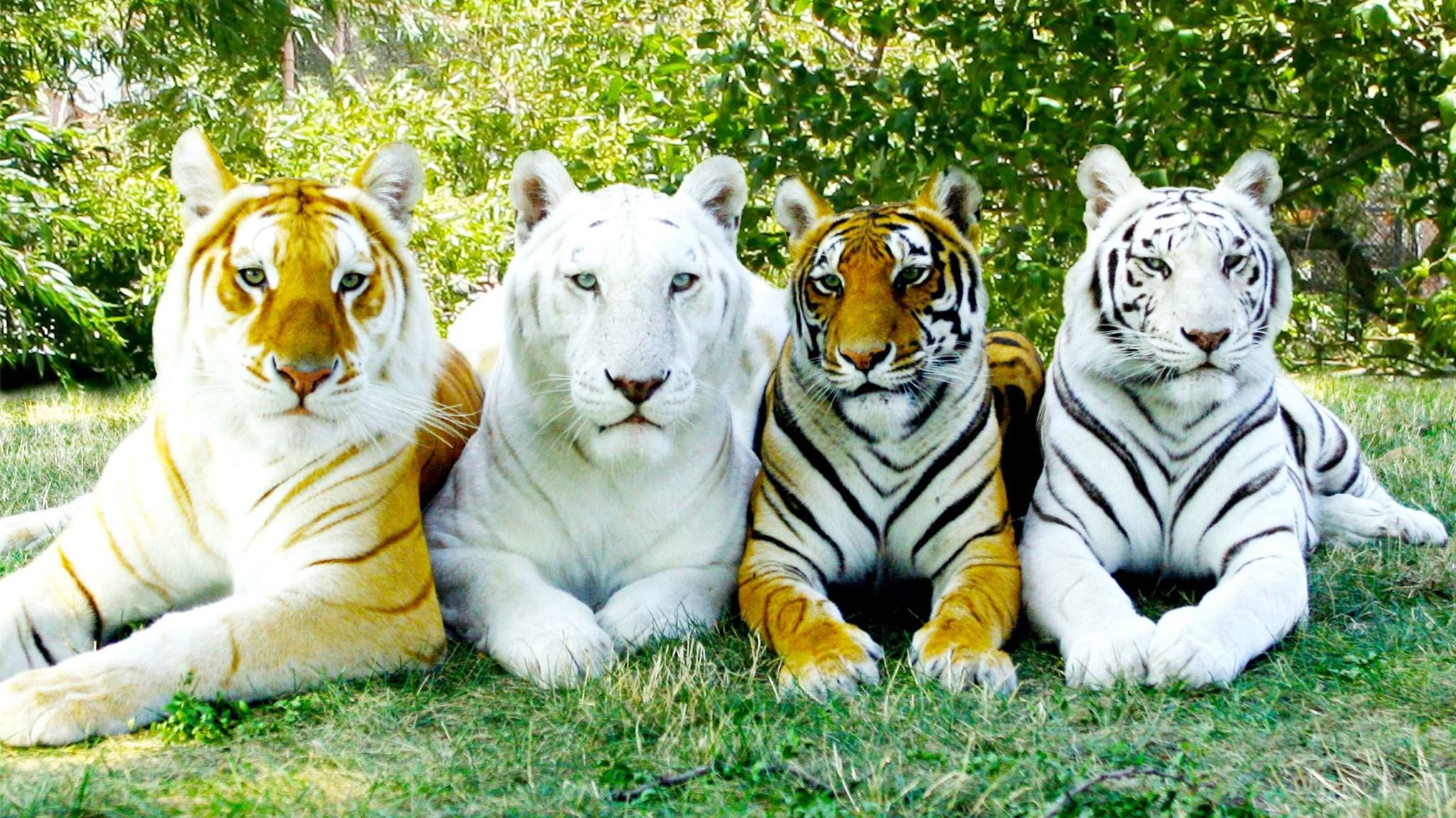 Названия видов тигров. Золотой бенгальский тигр. Амурский тигр i bengalskii Tigr. Амурский тигр альбинос. Белый тигр с тигренком.