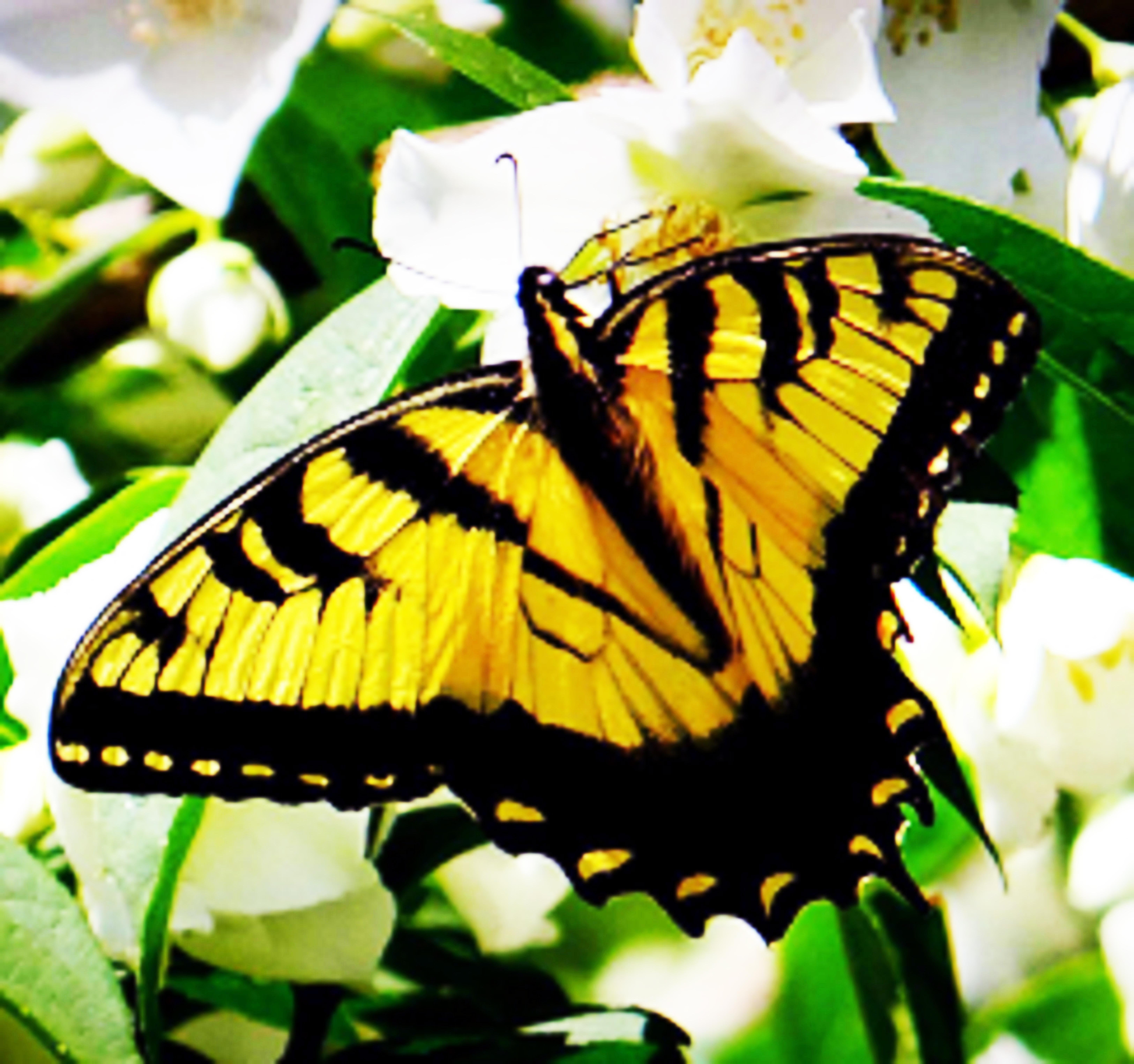 Желто зеленая бабочка. Желтая бабочка Махаон. Бабочка Ювента желтая. Черно желтая бабочка. Бабочка желто черная название.
