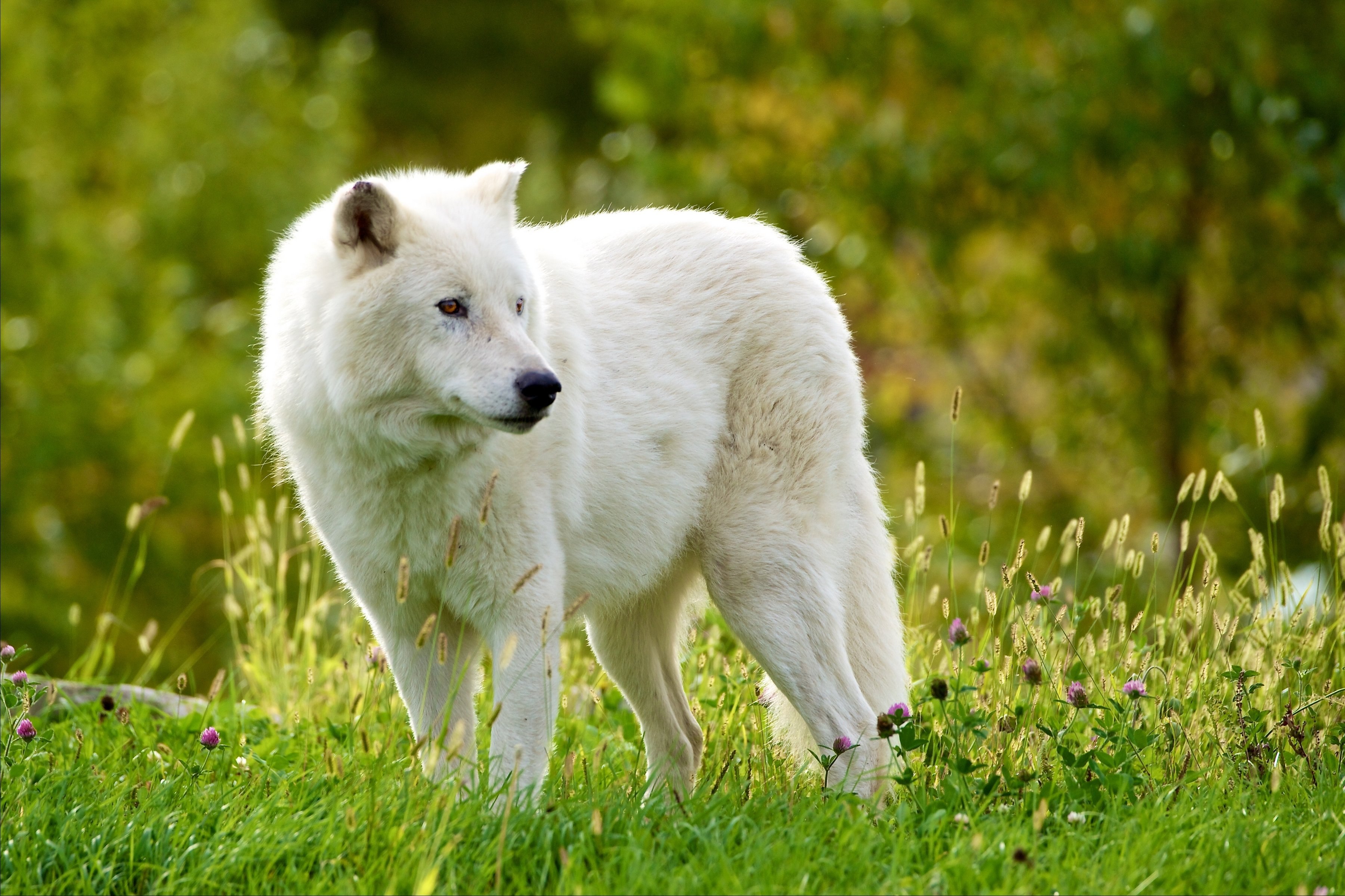 R wolf. Мелвильский волк. Мелвильский островной Арктический волк. Мелвильский островной волк фото. Арктический Полярный волк.