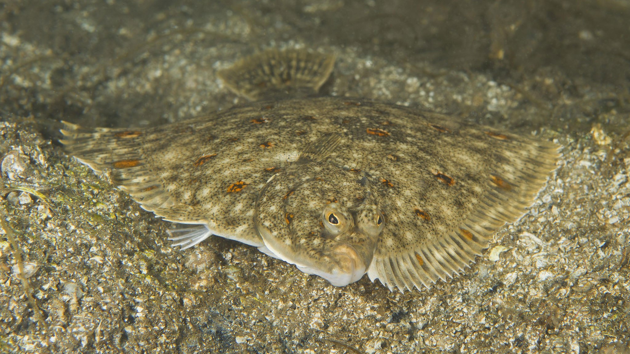 Камбалы белом море. Камбала глосса Черноморская. Морская камбала мальки. Рыба камбала мальки. Малек камбалы.