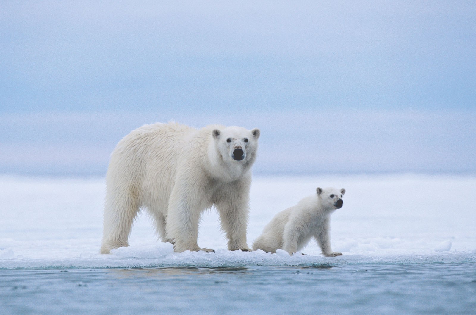 Америка белые медведи. Белый медведь (Лаптевская популяция). Белые медведи в Арктике. Белый медведь (Карско-Баренцевоморская популяция). Животные Арктики белый медведь.