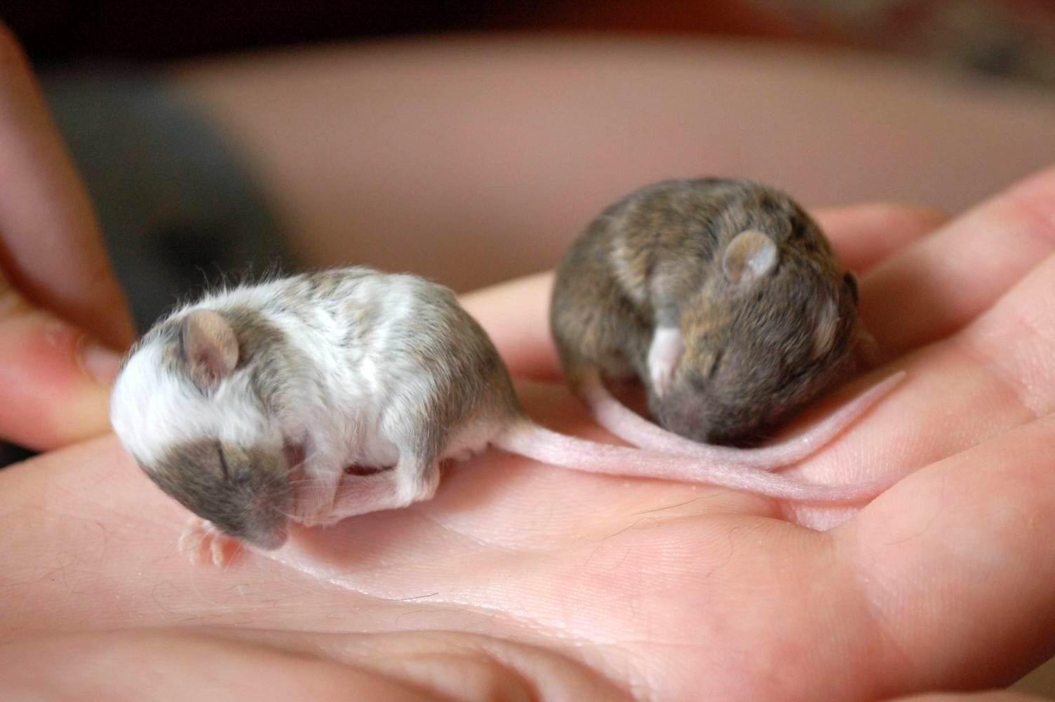 Сколько мышей. Детеныш мыши. Мышата только родившиеся.