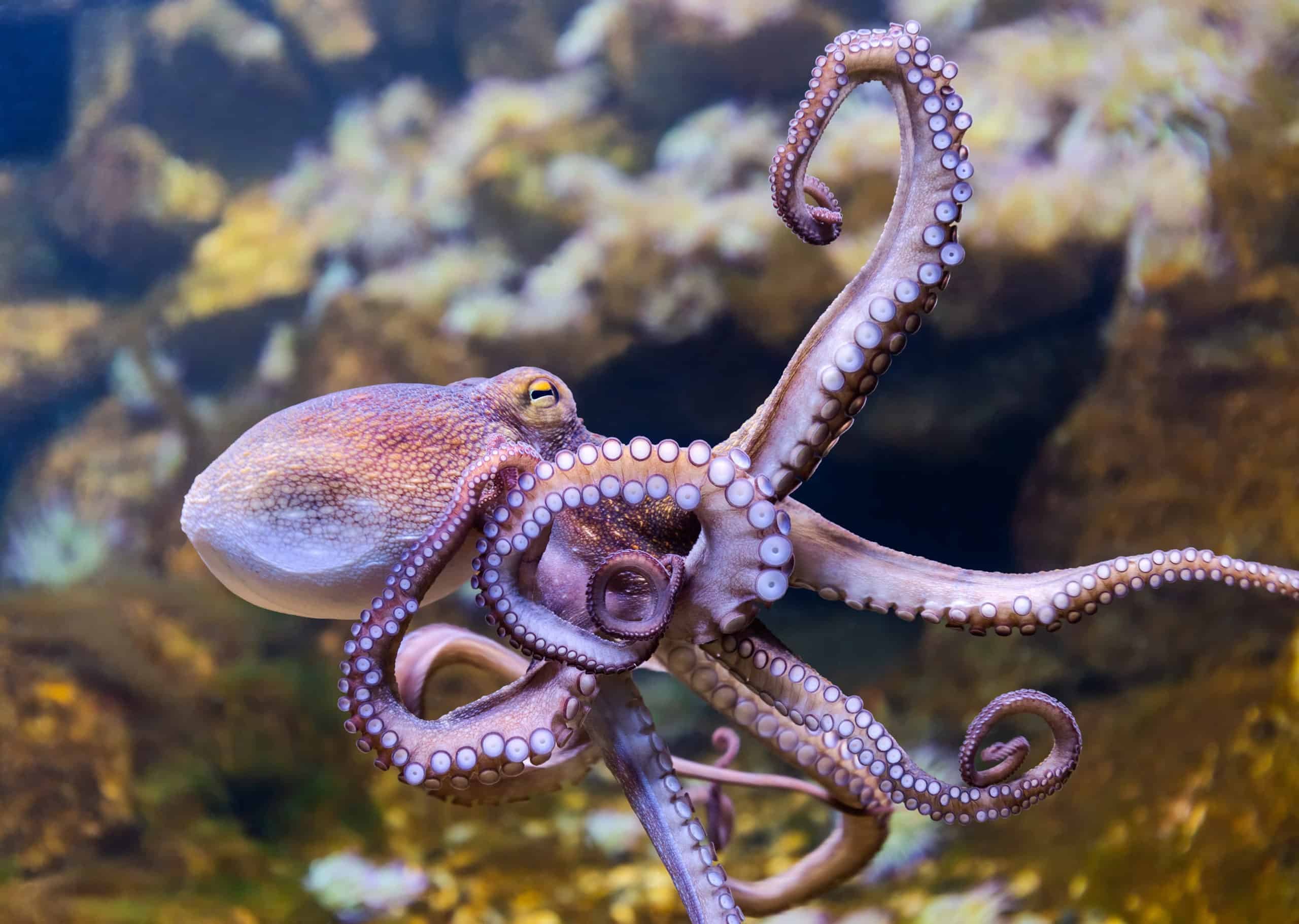 Спрут 8 букв. Осьминог Octopus vulgaris. Октопус вульгарис. Осьминог Дофлейна гигантский. Дальневосточный гигантский осьминог.